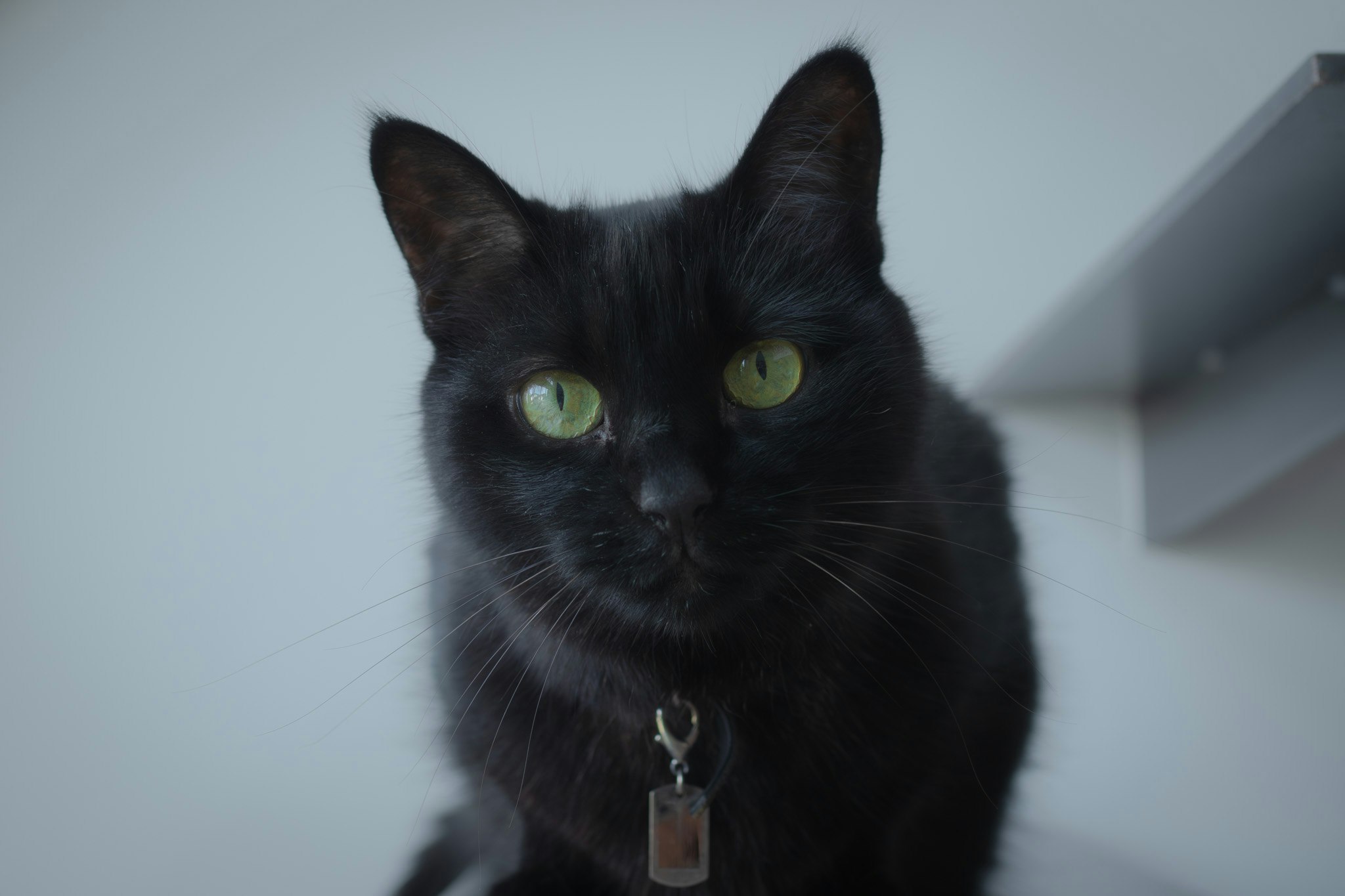 黒猫の見つめる瞳のアップ