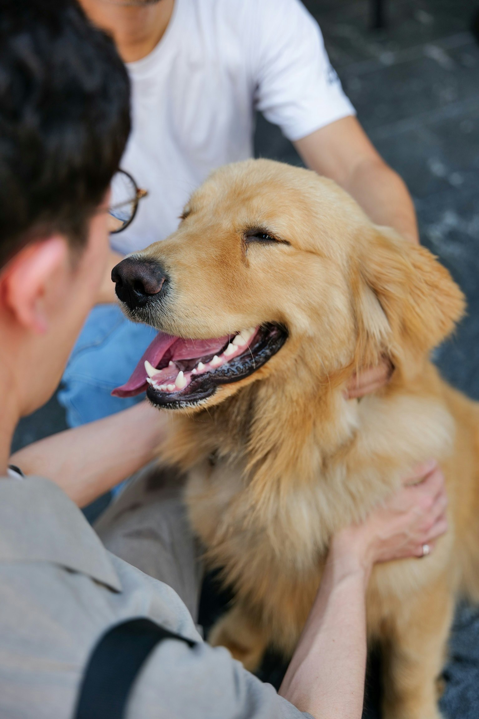 Golden Retriever genießt Zuneigung von seinem Besitzer