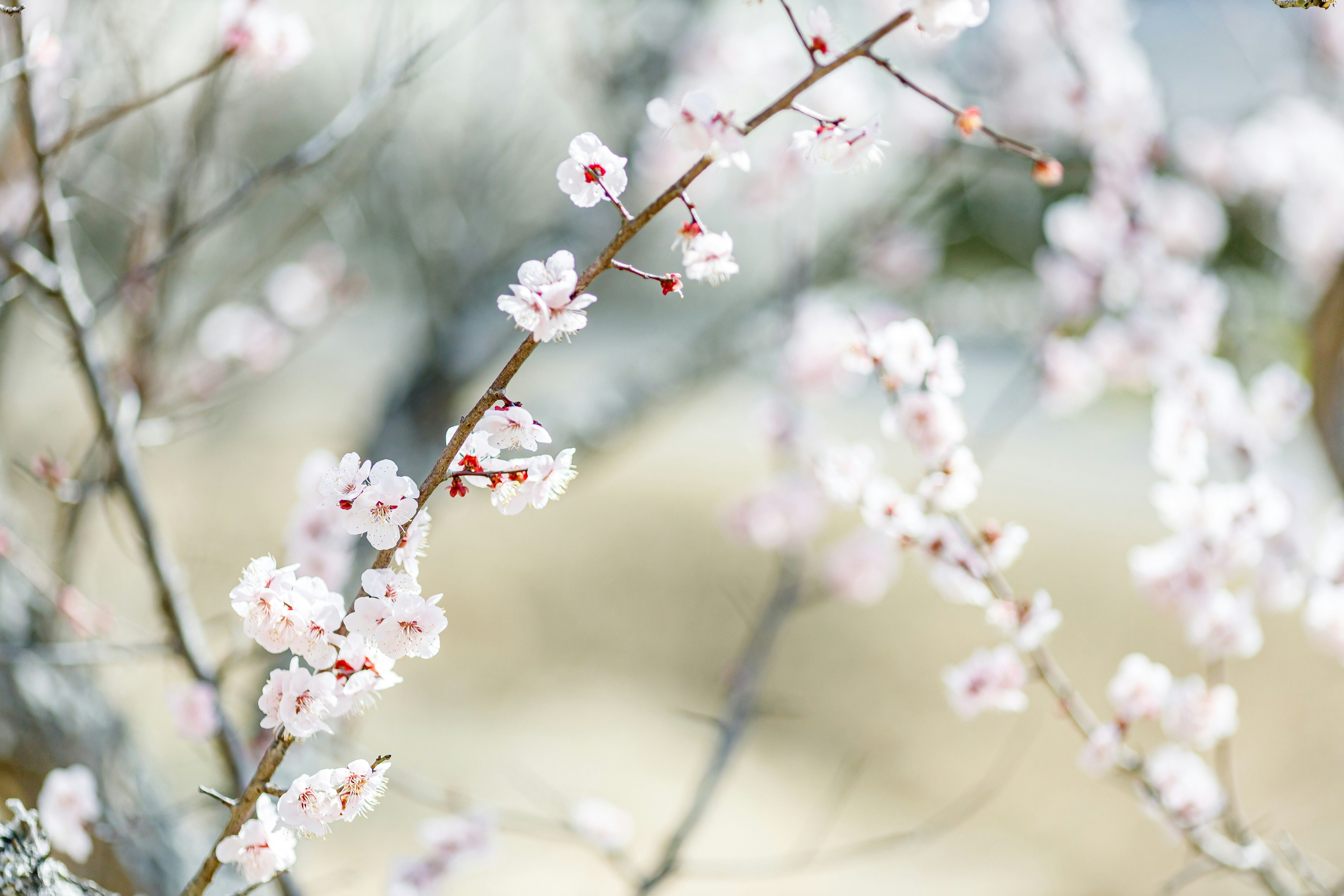 白梅の花が咲く枝のクローズアップ