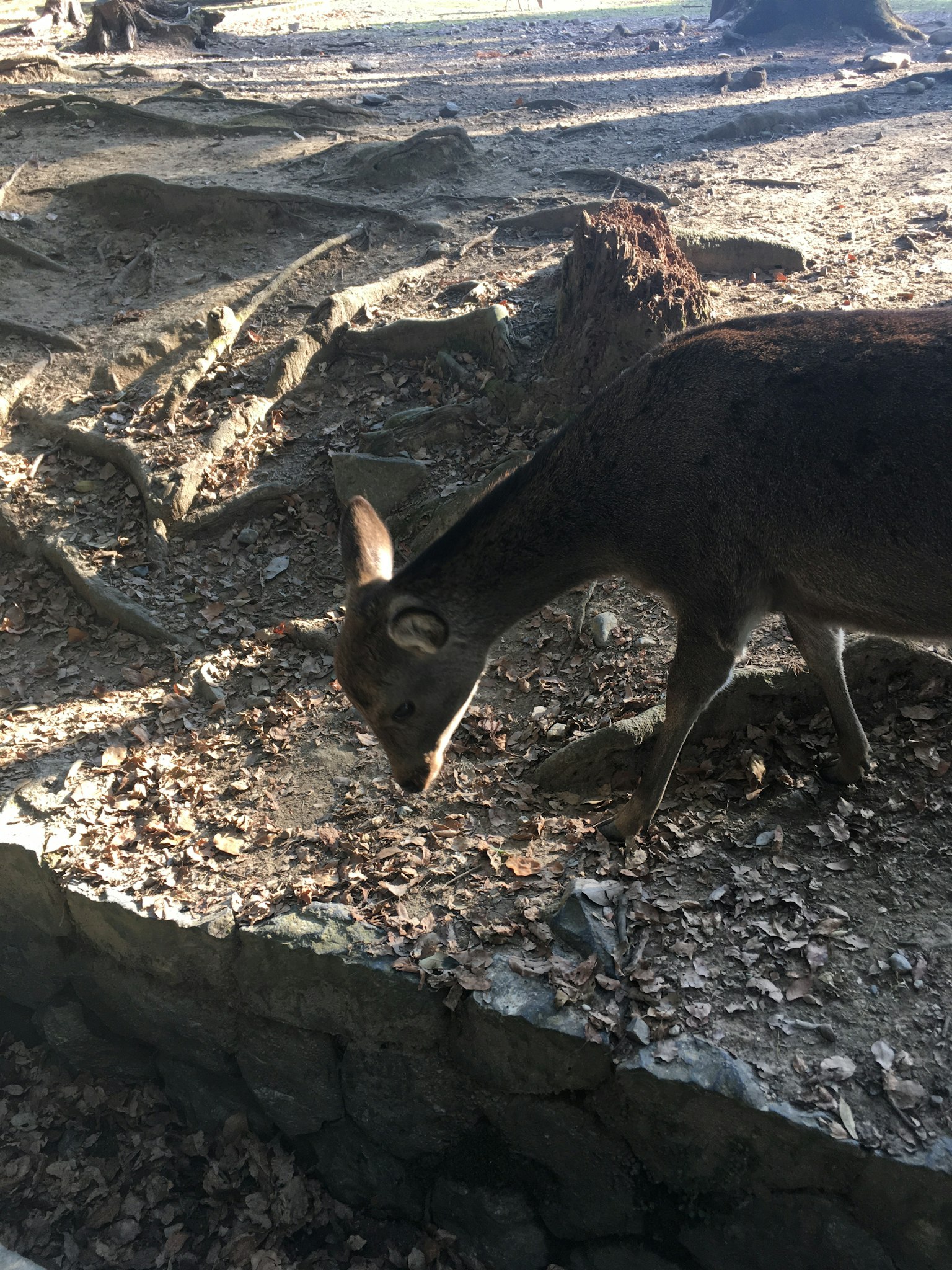 Un cerf broutant le sol dans un cadre naturel