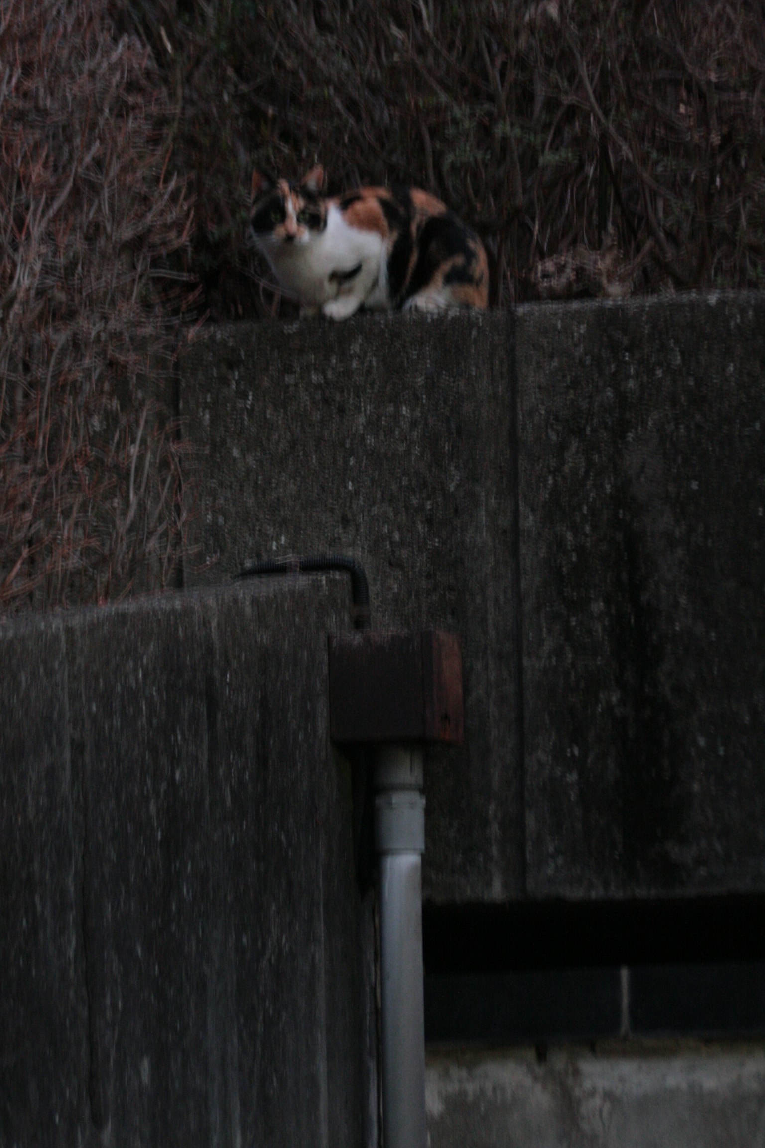 Un chat calico assis sur un mur parmi de l'herbe sèche