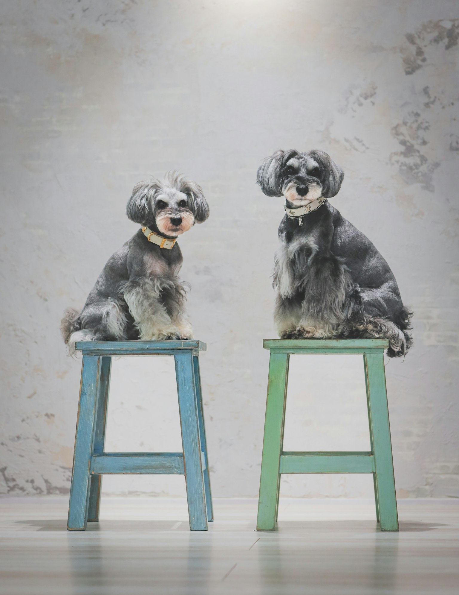Hai chú chó schnauzer ngồi trên ghế đẩu nhiều màu sắc
