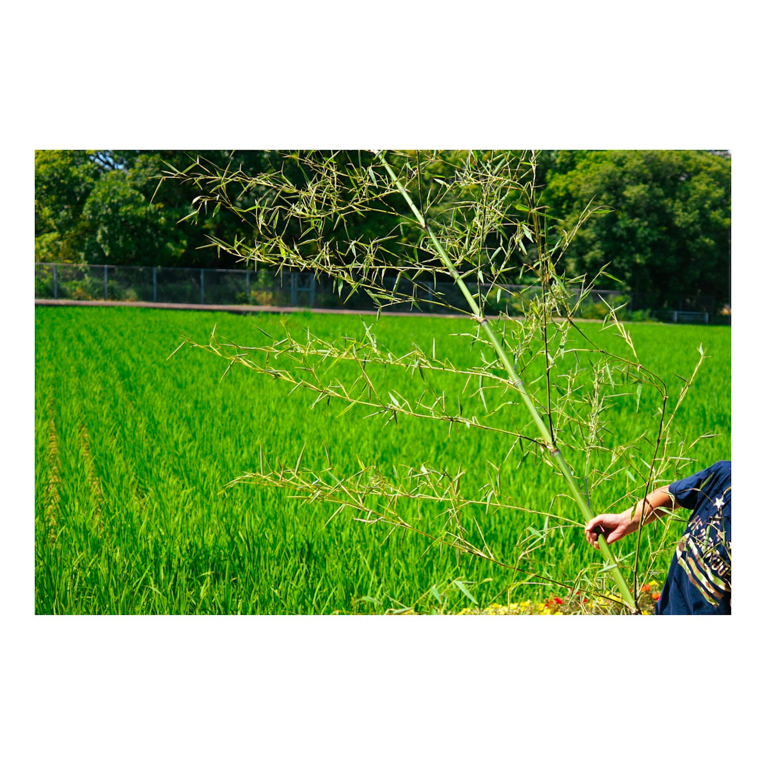 Person holding a dried plant in front of a green rice field