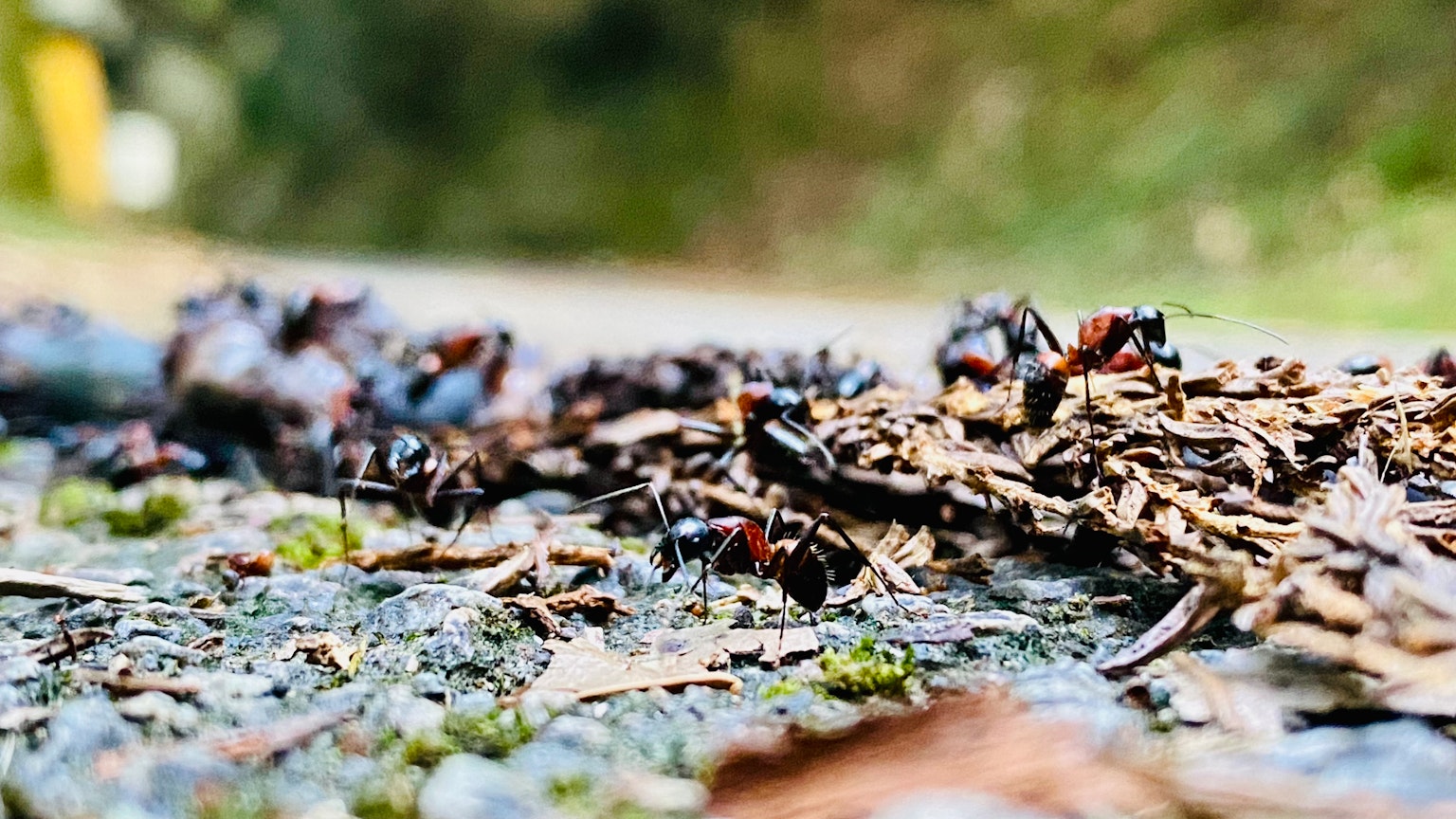 路邊的螞蟻和枯葉群