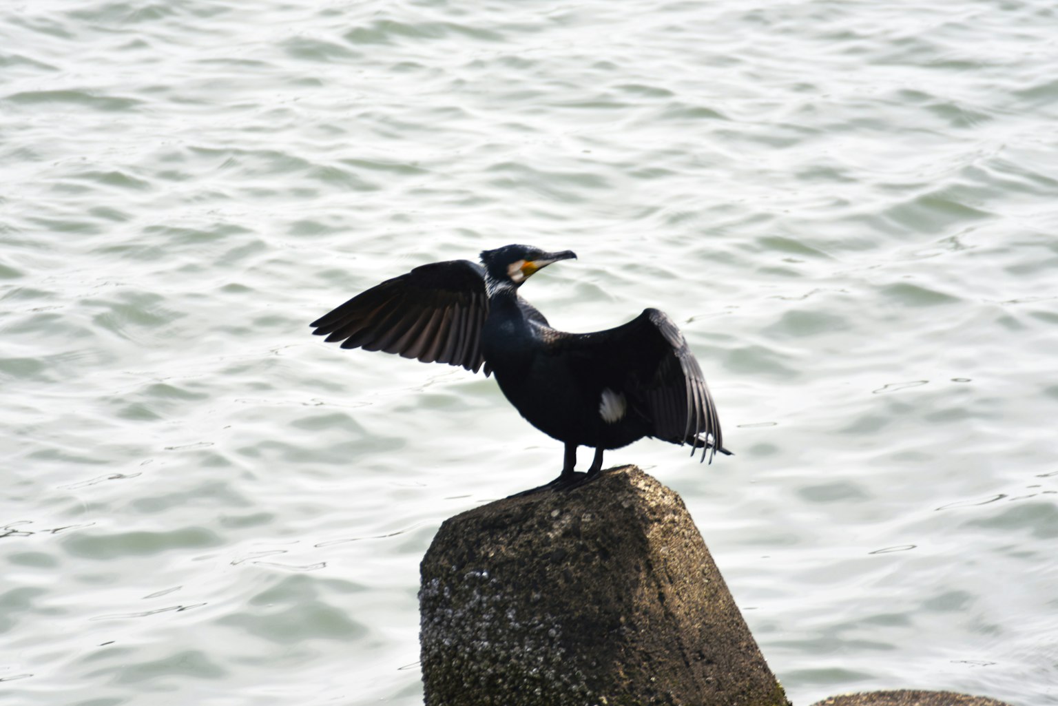 Cormorano che apre le ali su una roccia vicino all'acqua
