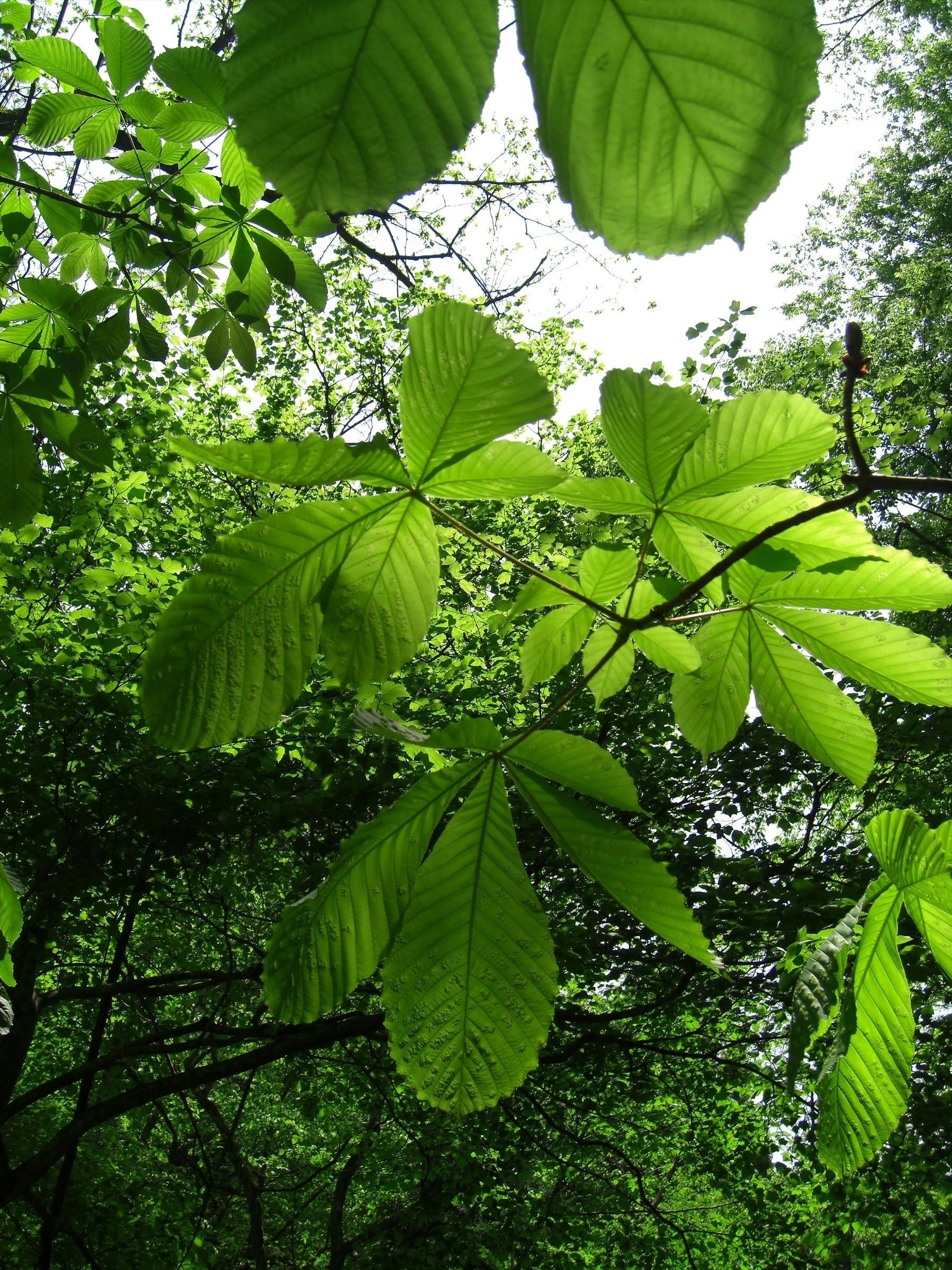 木々の葉が重なる緑の森の天蓋