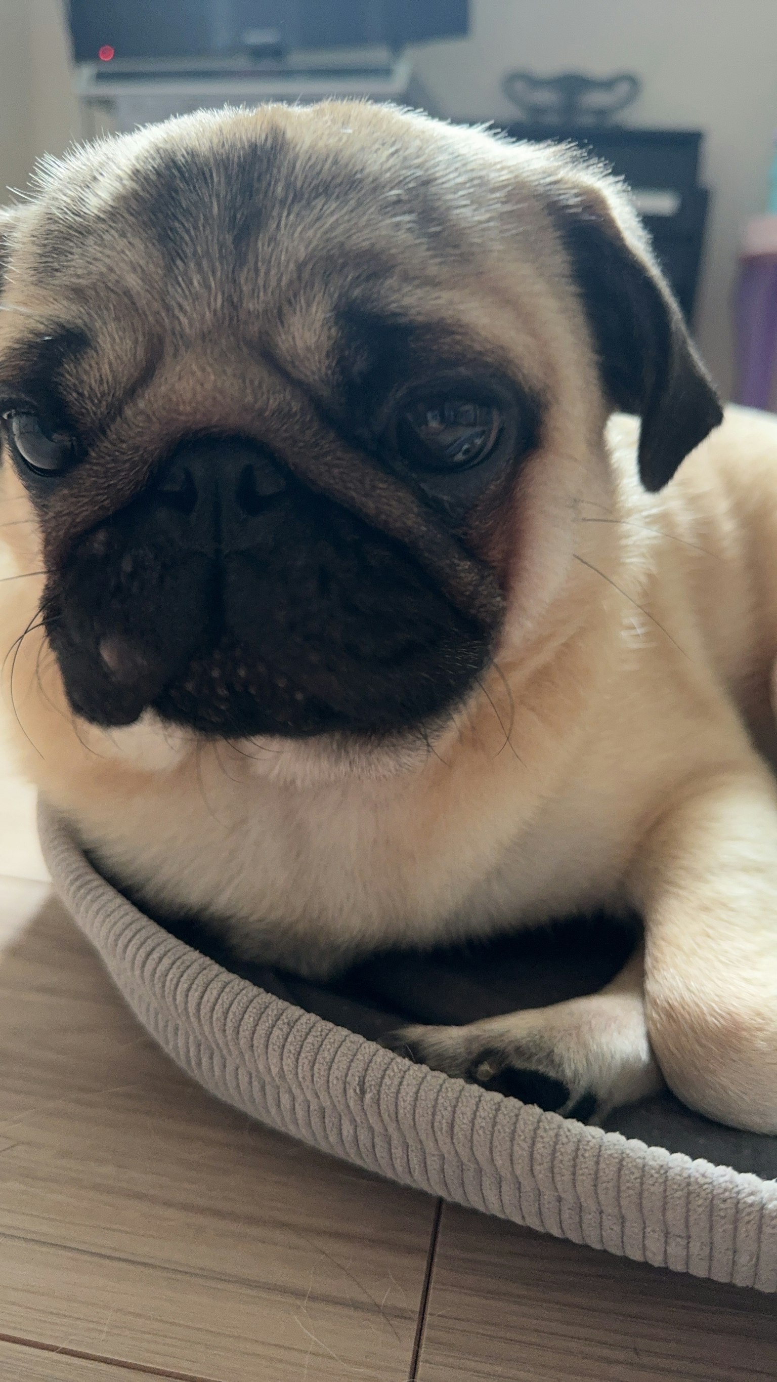 Một chú pug dễ thương đang nghỉ ngơi trên giường
