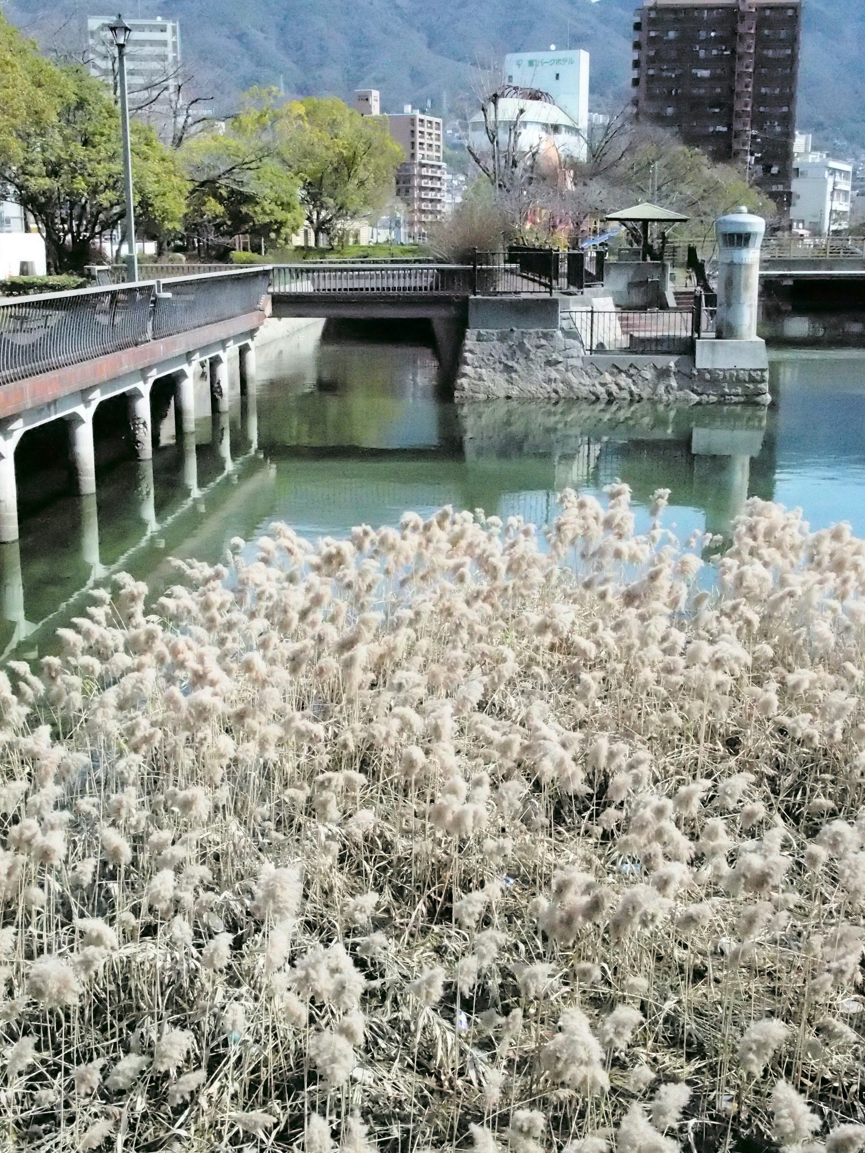 河岸堤防上白色花草与桥的景色