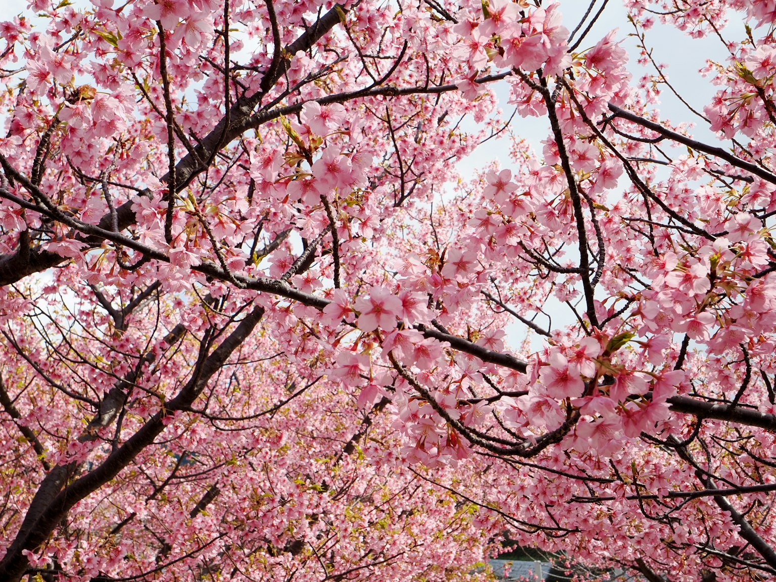 Close-up pohon sakura yang sedang mekar