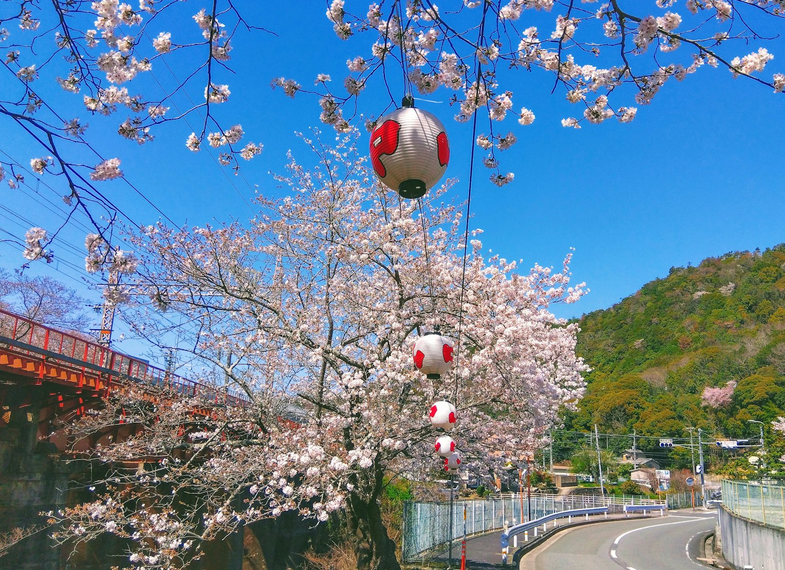 Cerezos en flor con faroles colgantes cielo azul y montañas verdes de fondo