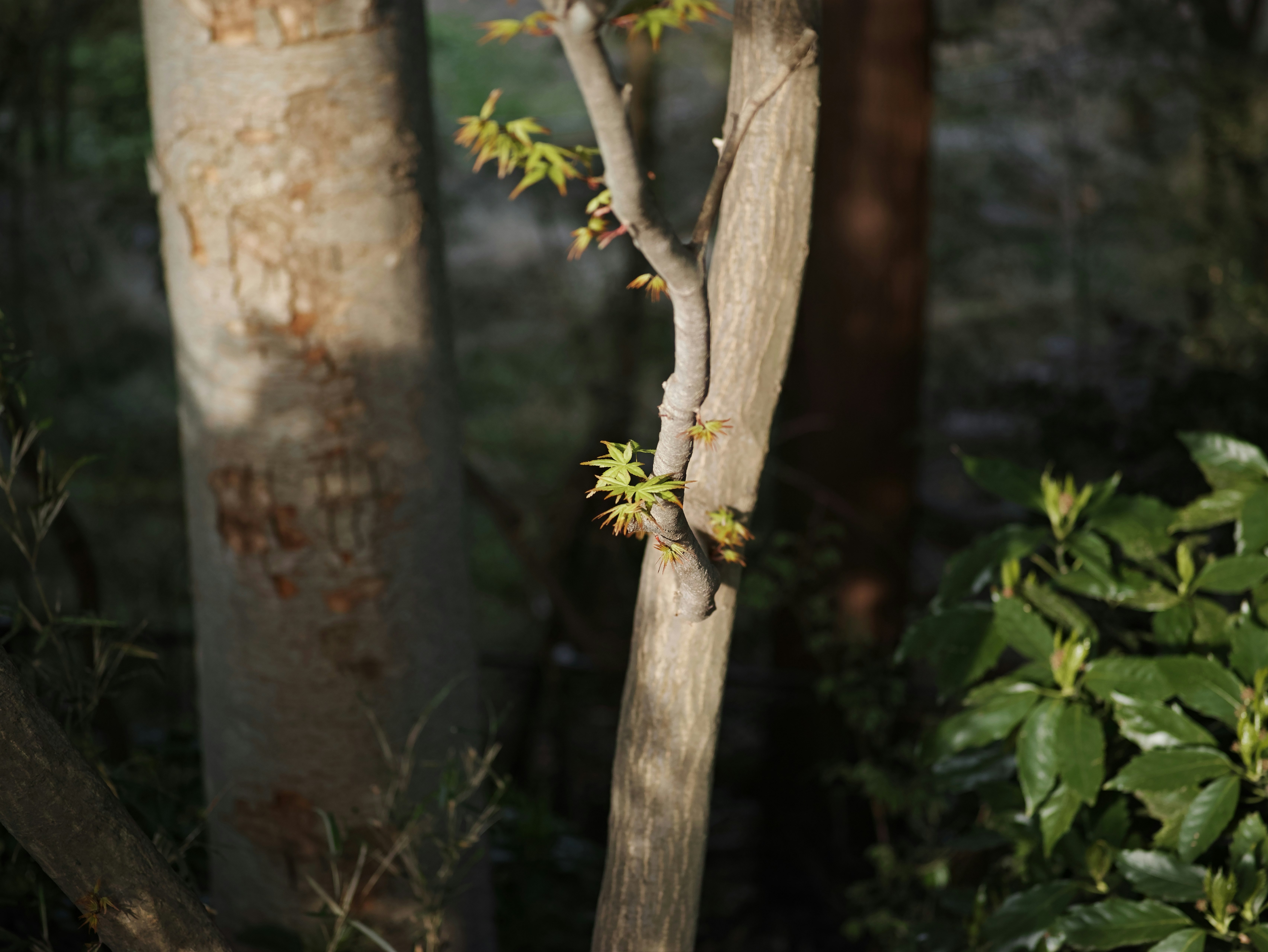 木の幹に新芽が芽吹く森の自然の一場面