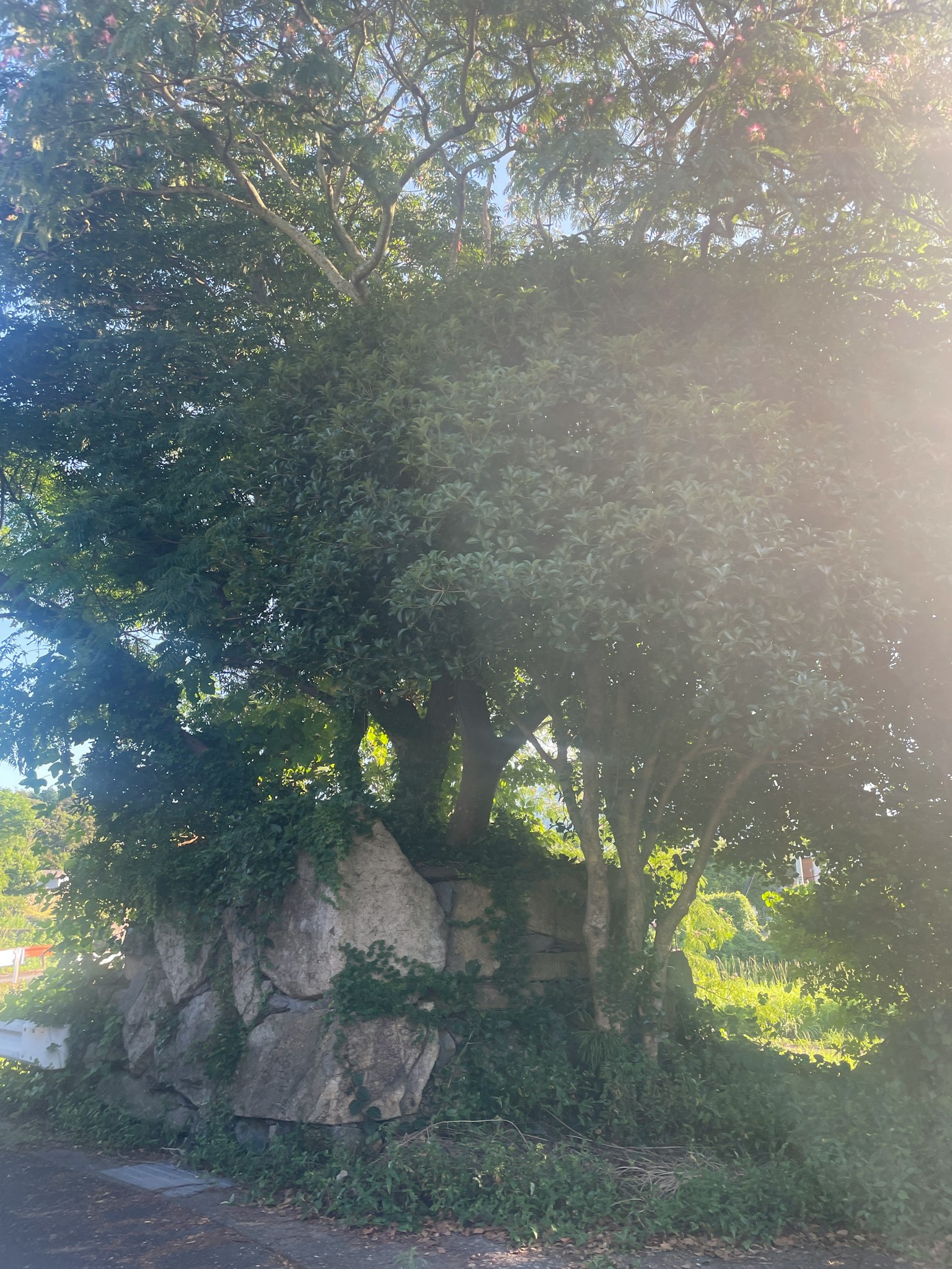 Paisaje con un gran árbol creciendo cerca de una roca