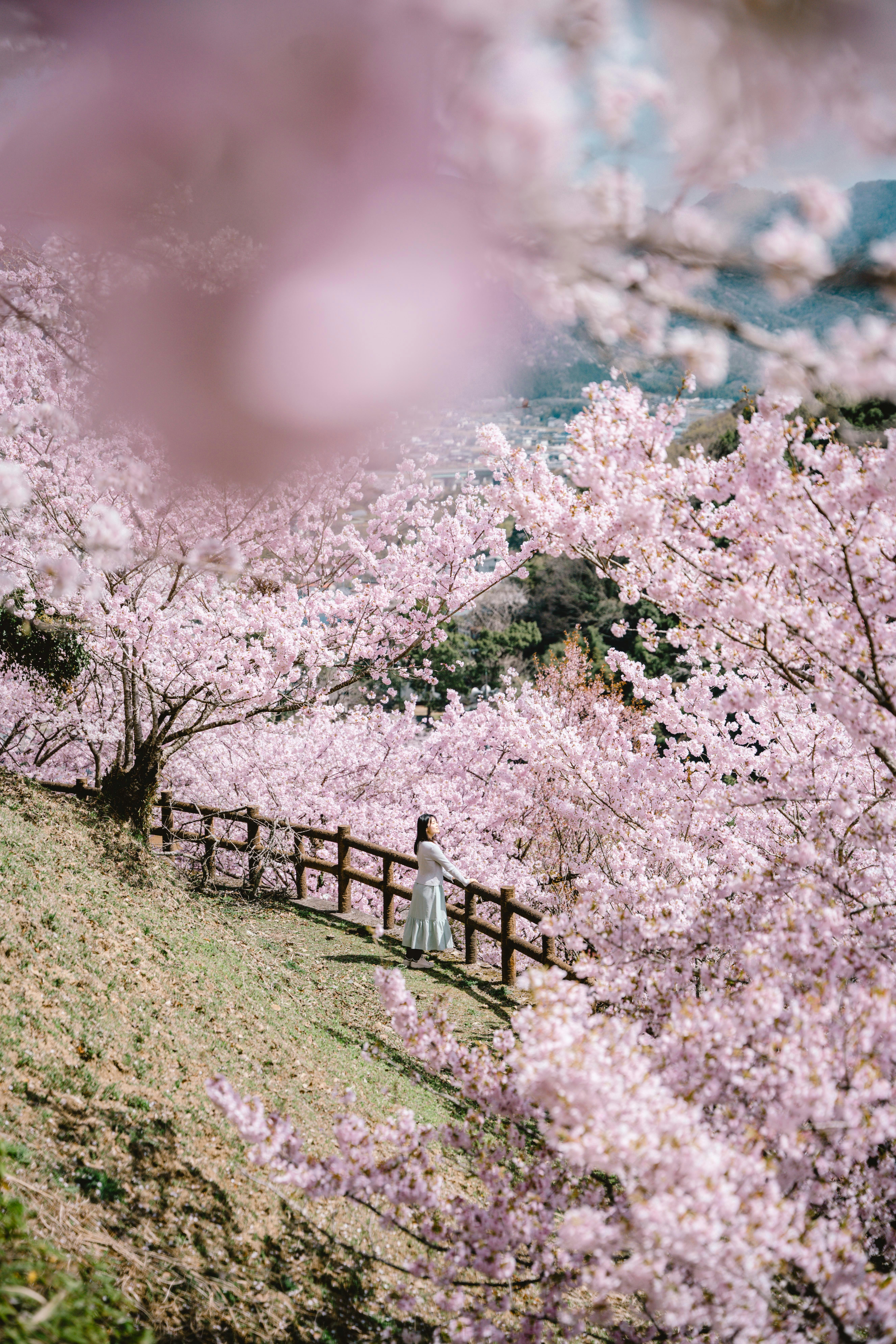 丘の斜面に咲く桜並木と小道の柵