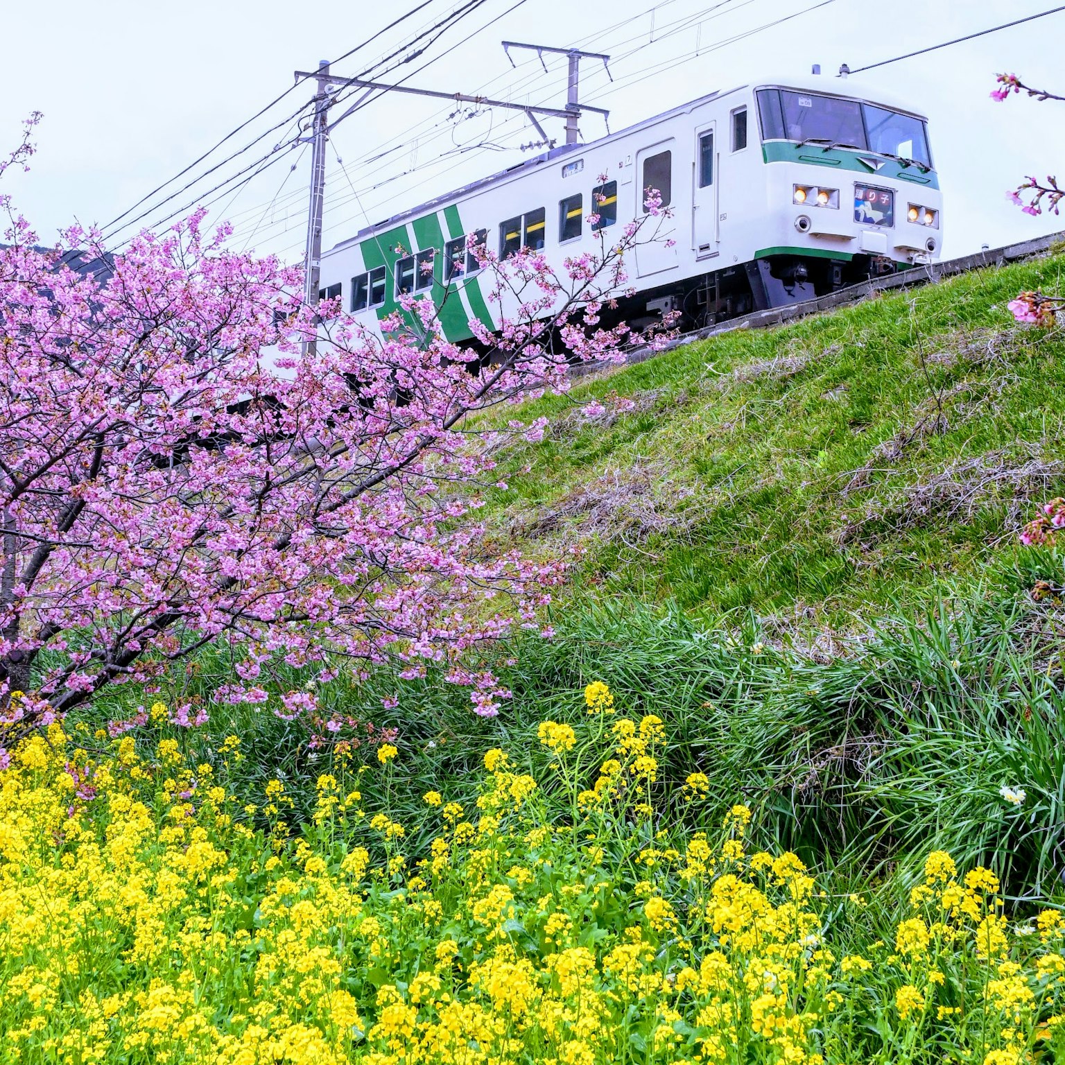 Grüner Zug, der an Kirschblüten und Rapsblumen vorbeifährt