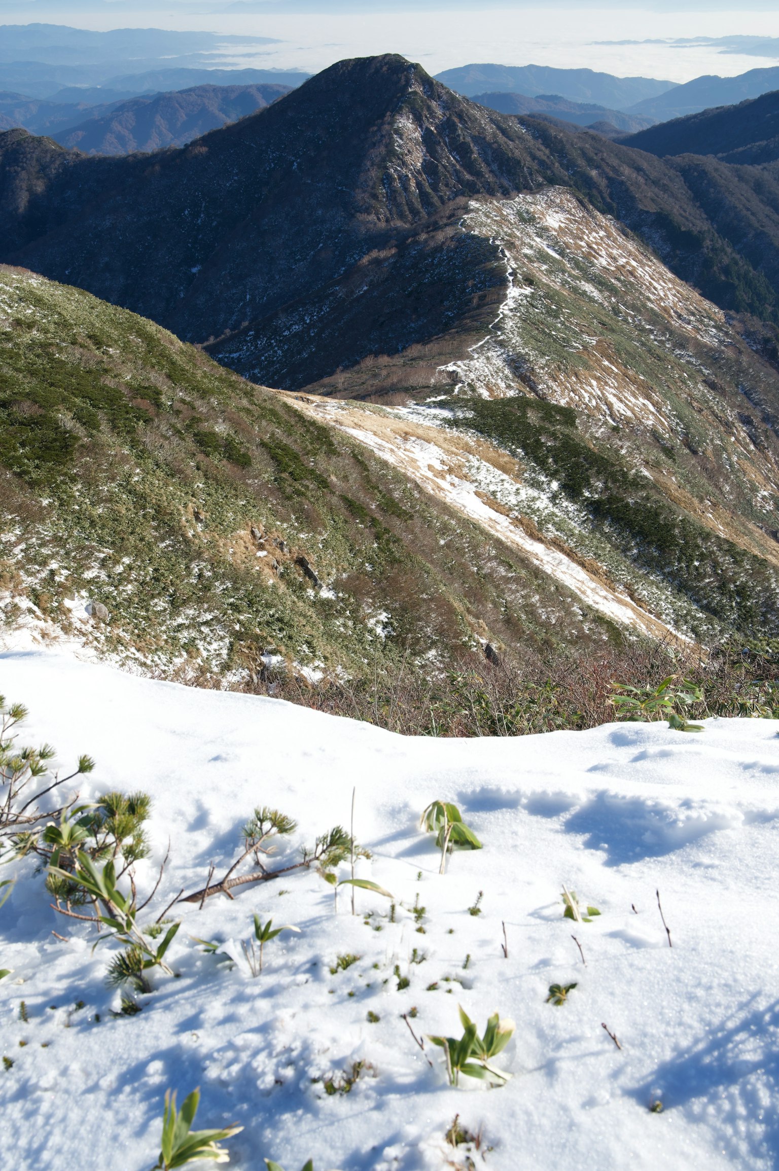 Pente de montagne couverte de neige avec des plantes vertes visibles