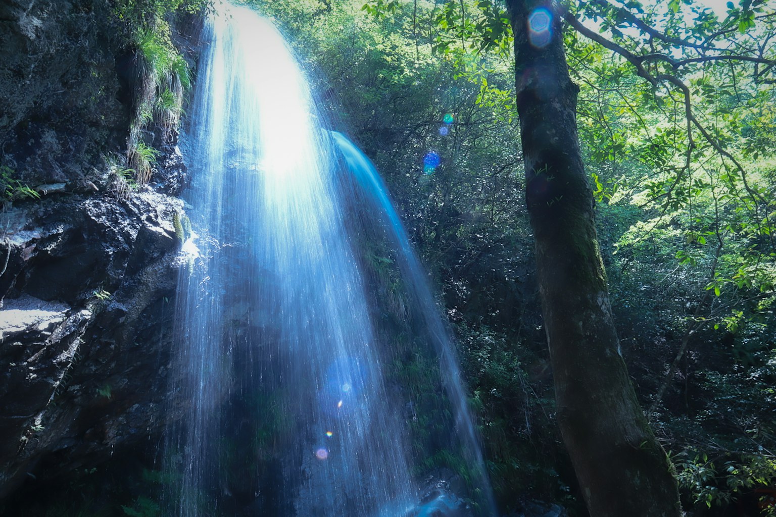Ein schöner Wasserfall, der in einem üppigen grünen Wald fließt