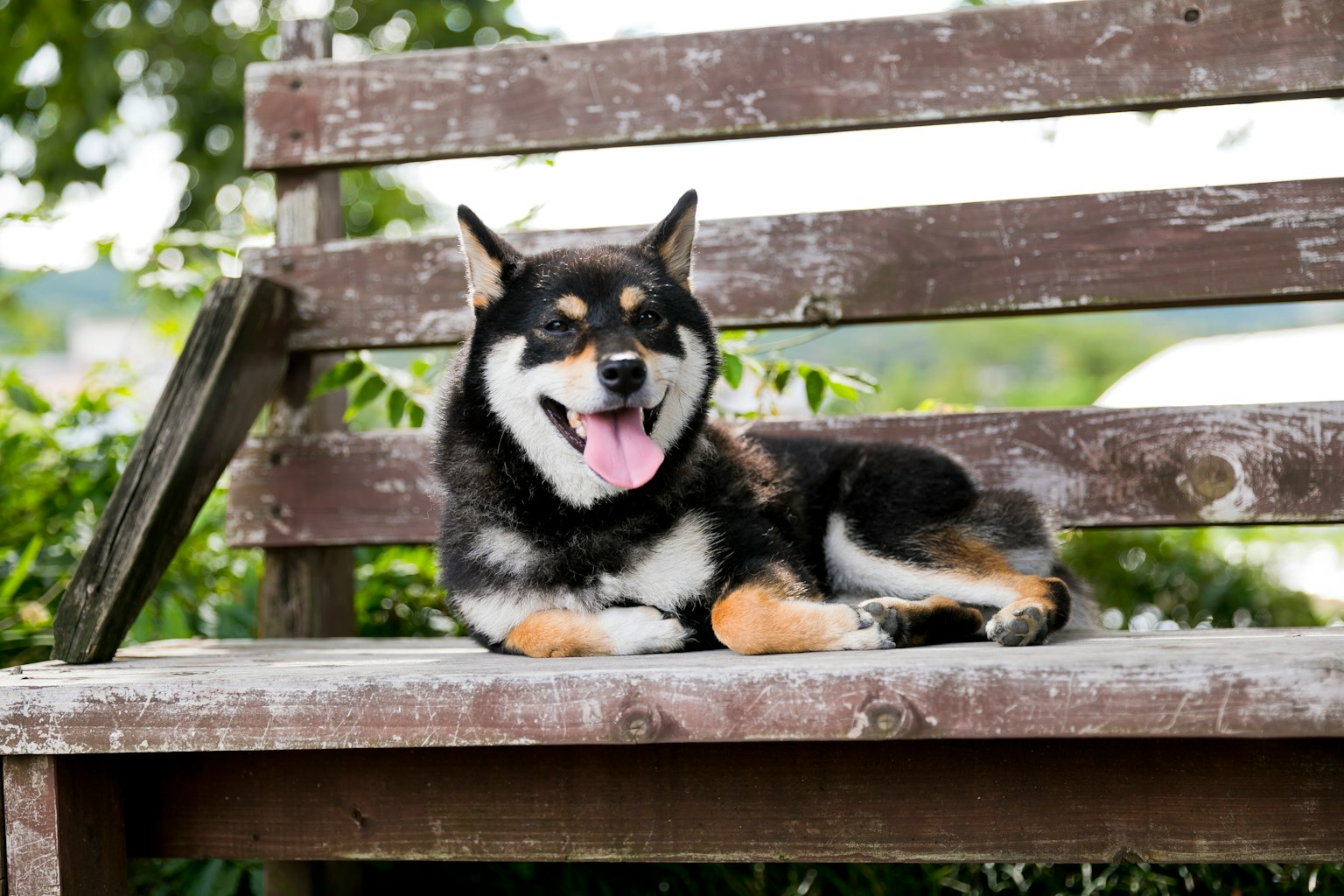 Glücklicher Hund, der auf einer Holzbank liegt
