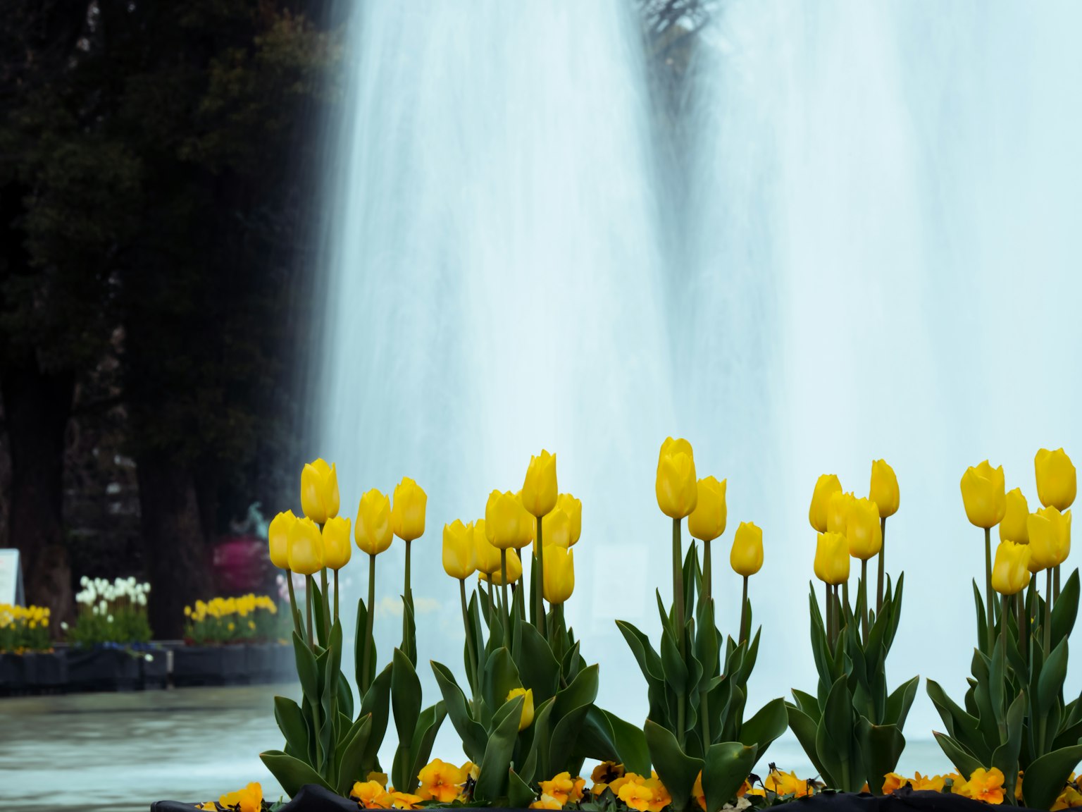 Tulip kuning di depan air mancur