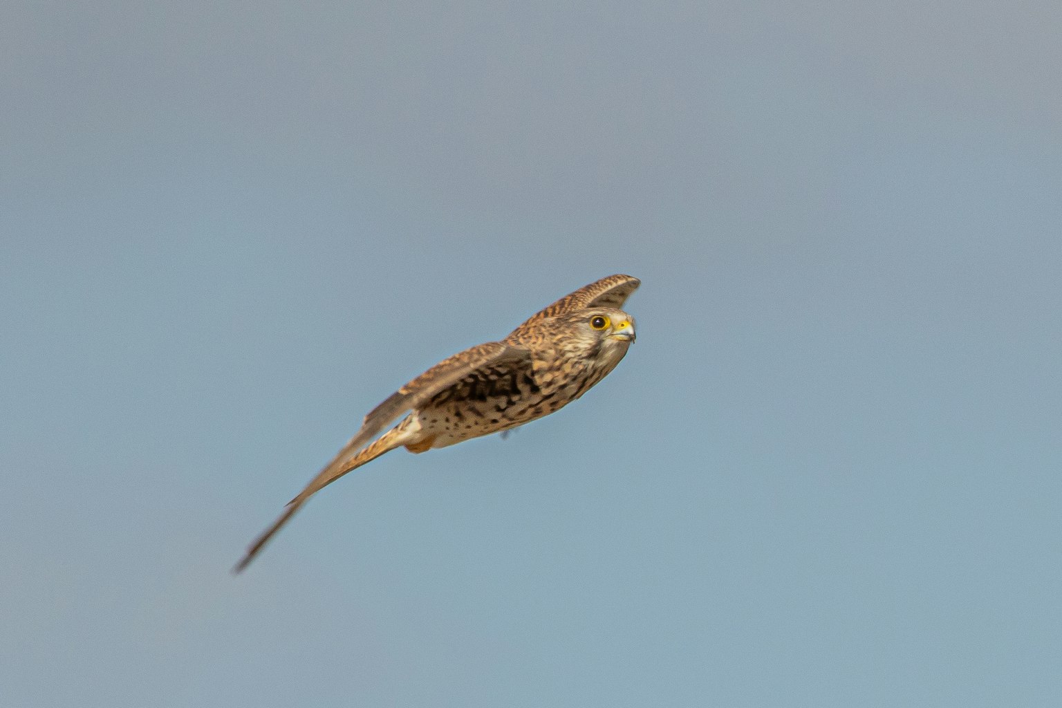 Un'immagine chiara di un piccolo uccello che vola nel cielo