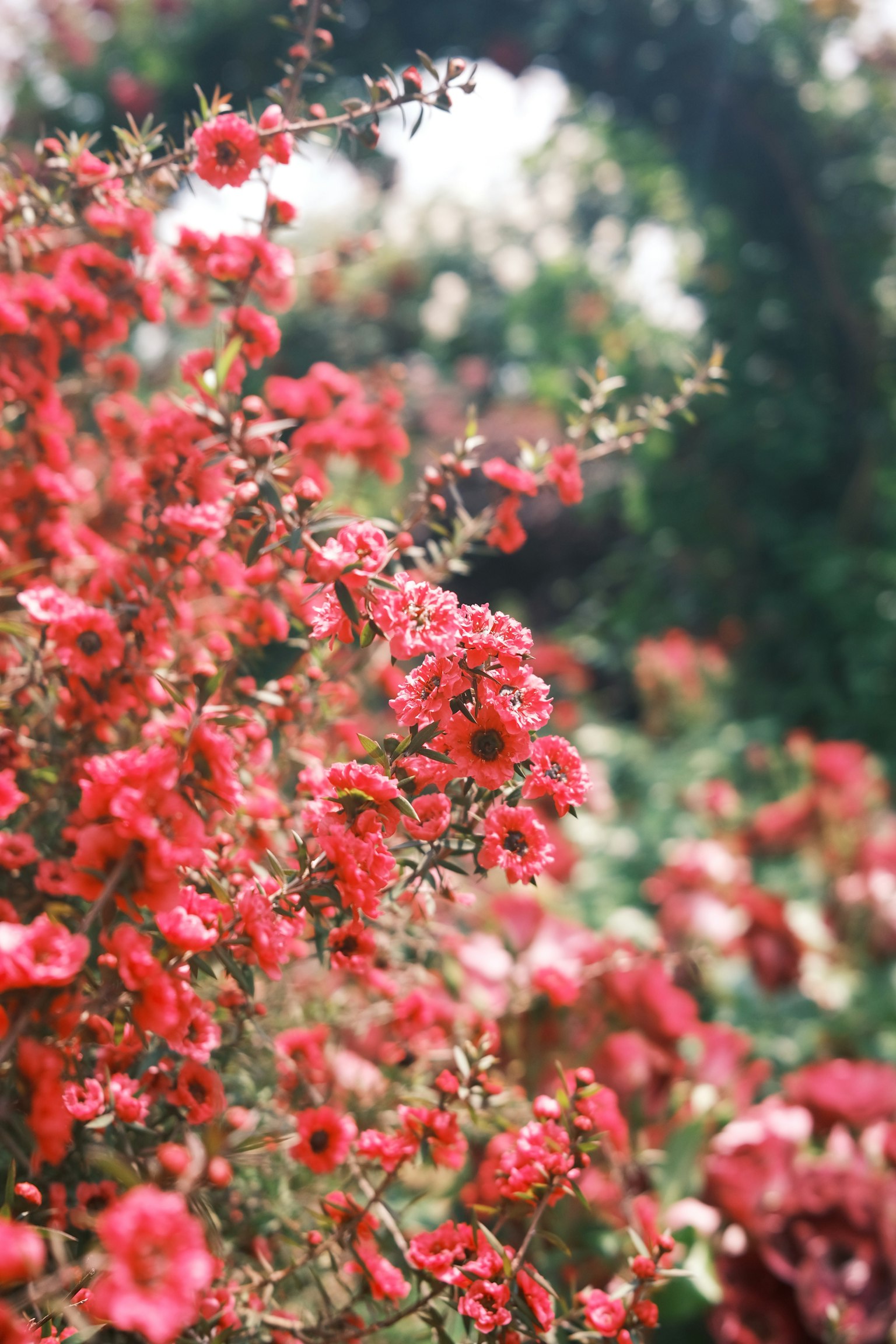 Lebendige rote Blumen blühen in einem Garten
