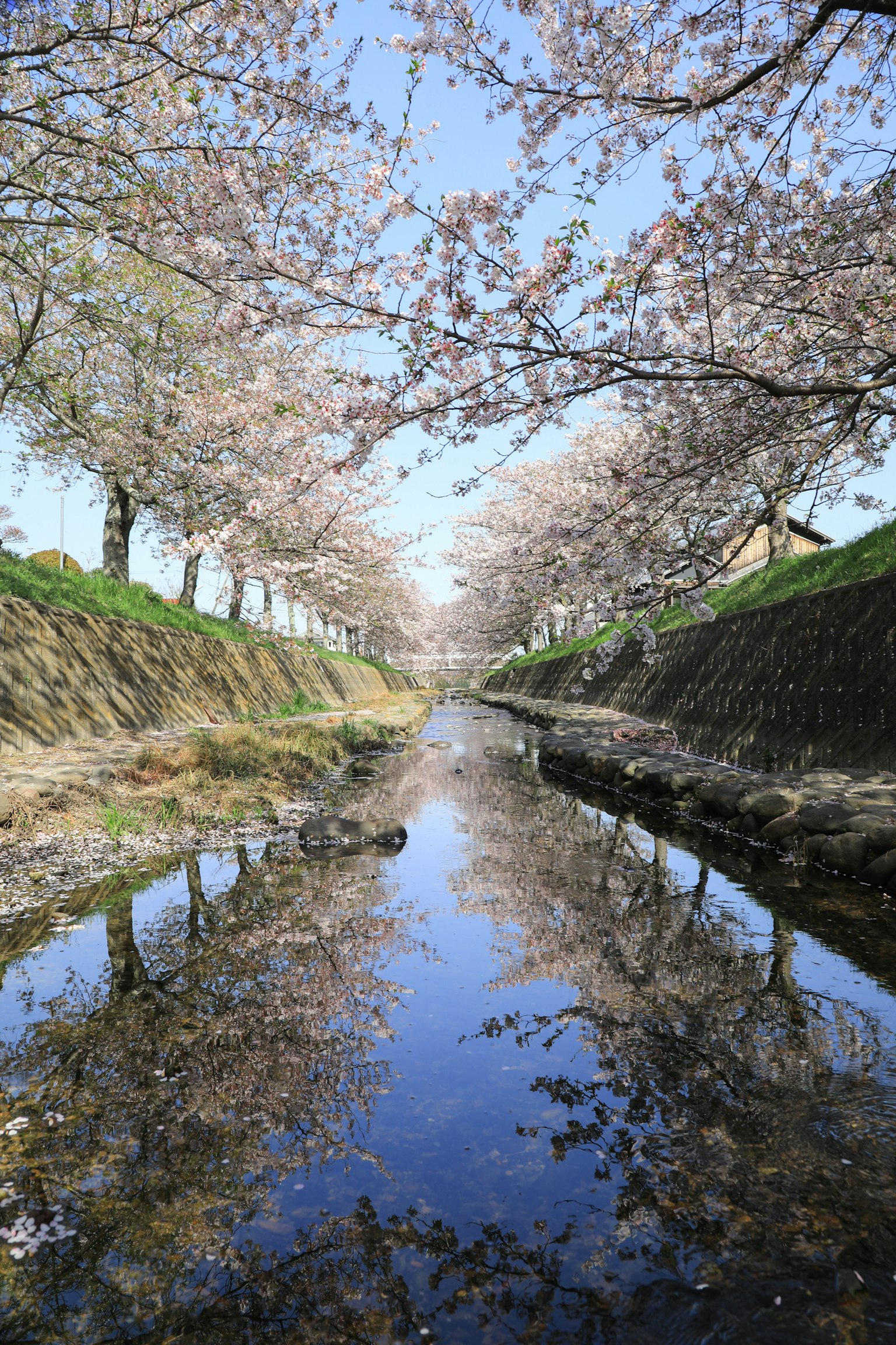 Schöne Landschaft eines Baches, gesäumt von Kirschbäumen Kirschblüten spiegeln sich im Wasser
