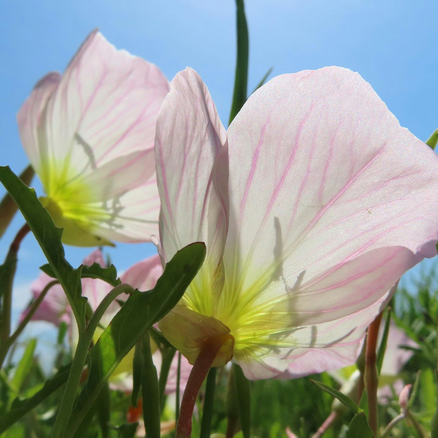 Bunga pink halus mekar di bawah langit biru