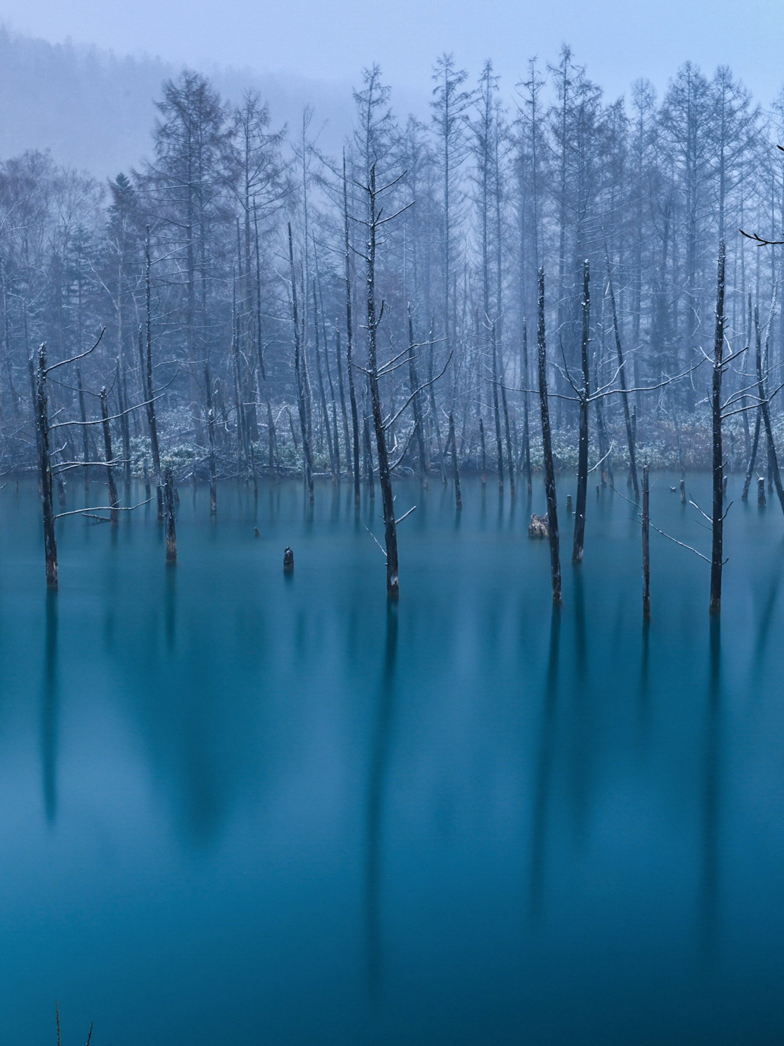 Silhouette di alberi coperti di neve che si ergono in un lago blu