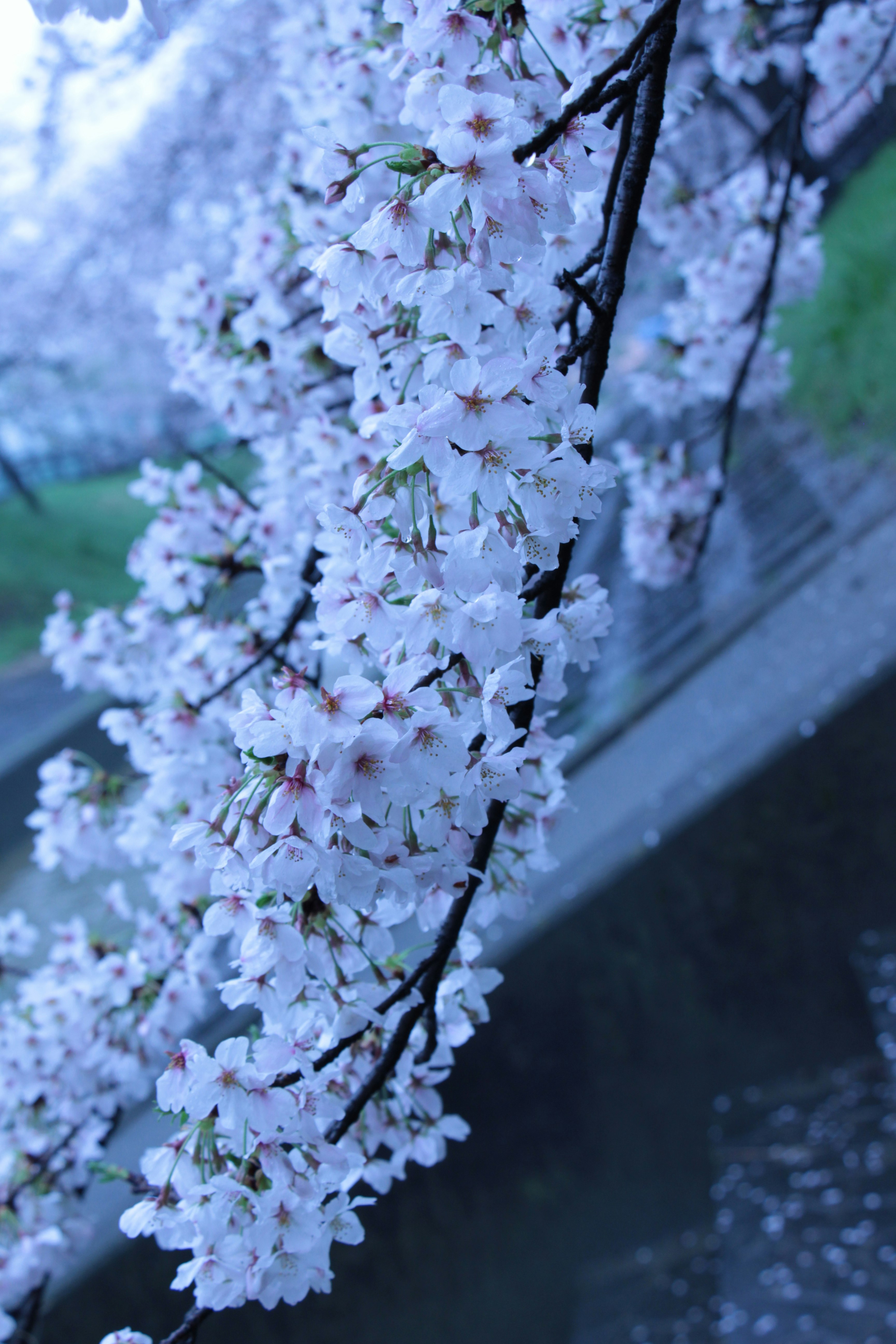 桜の花が咲く枝と水面のある小道