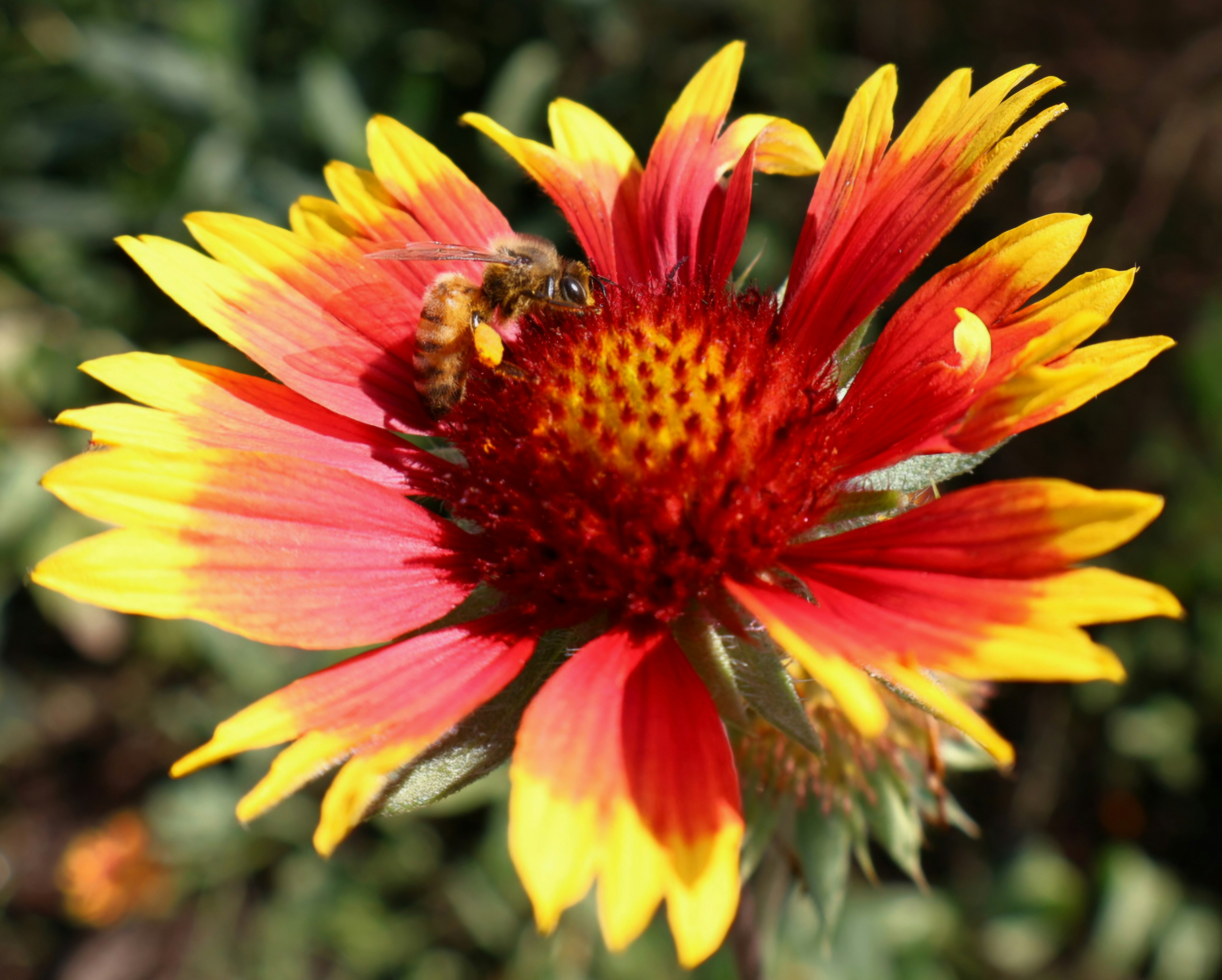 Nahaufnahme einer leuchtenden Gerbera-Blume