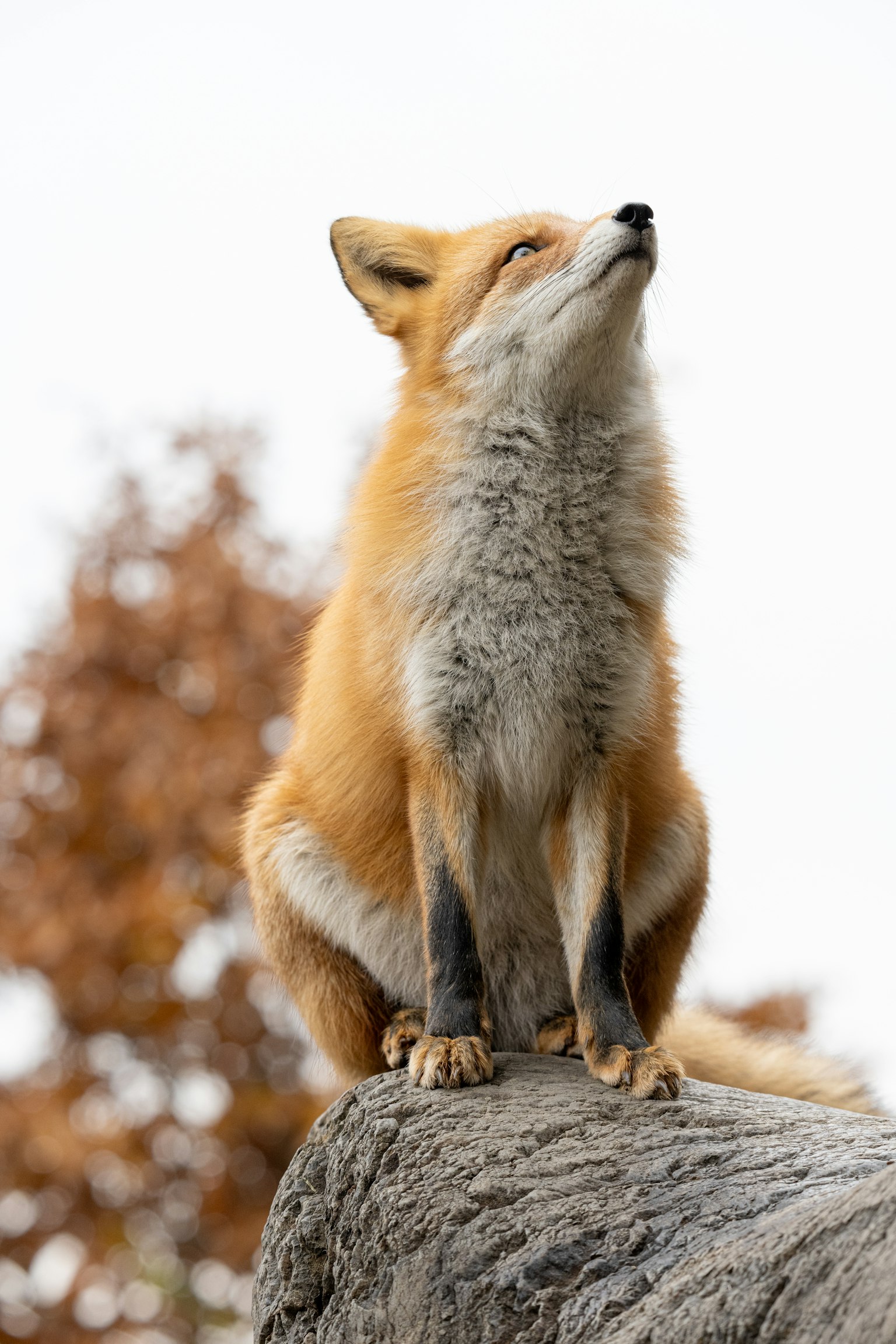 Ein Fuchs mit orangefarbenem Fell sitzt auf einem Stein und schaut nach oben