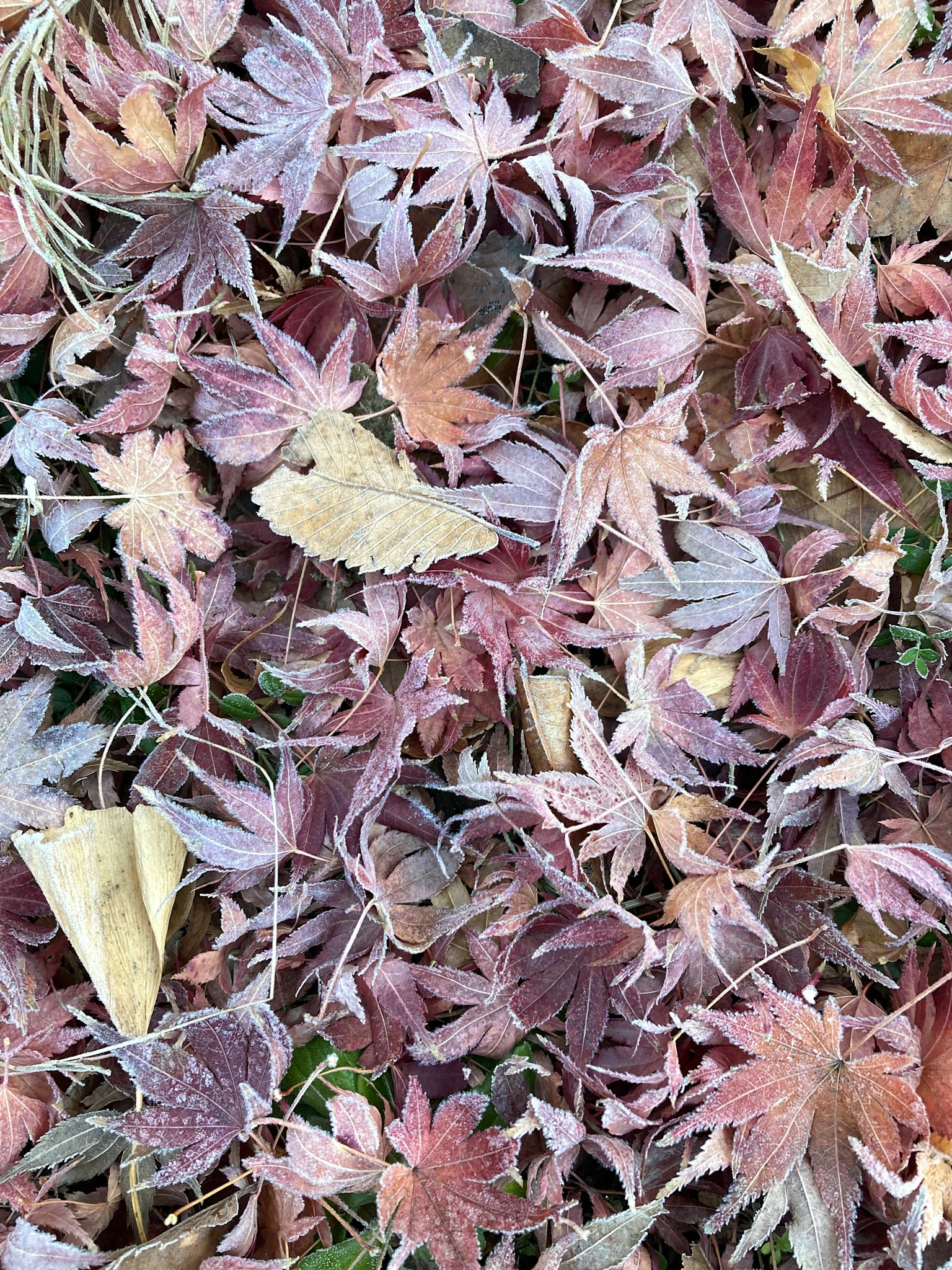 Foglie colorate cadute sparse sul terreno