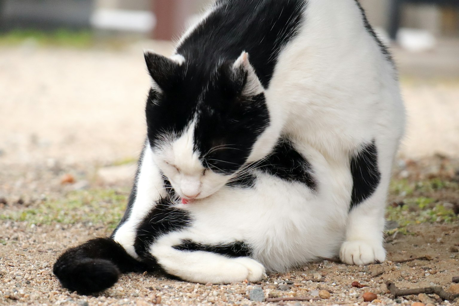 A black and white cat grooming itself on the ground