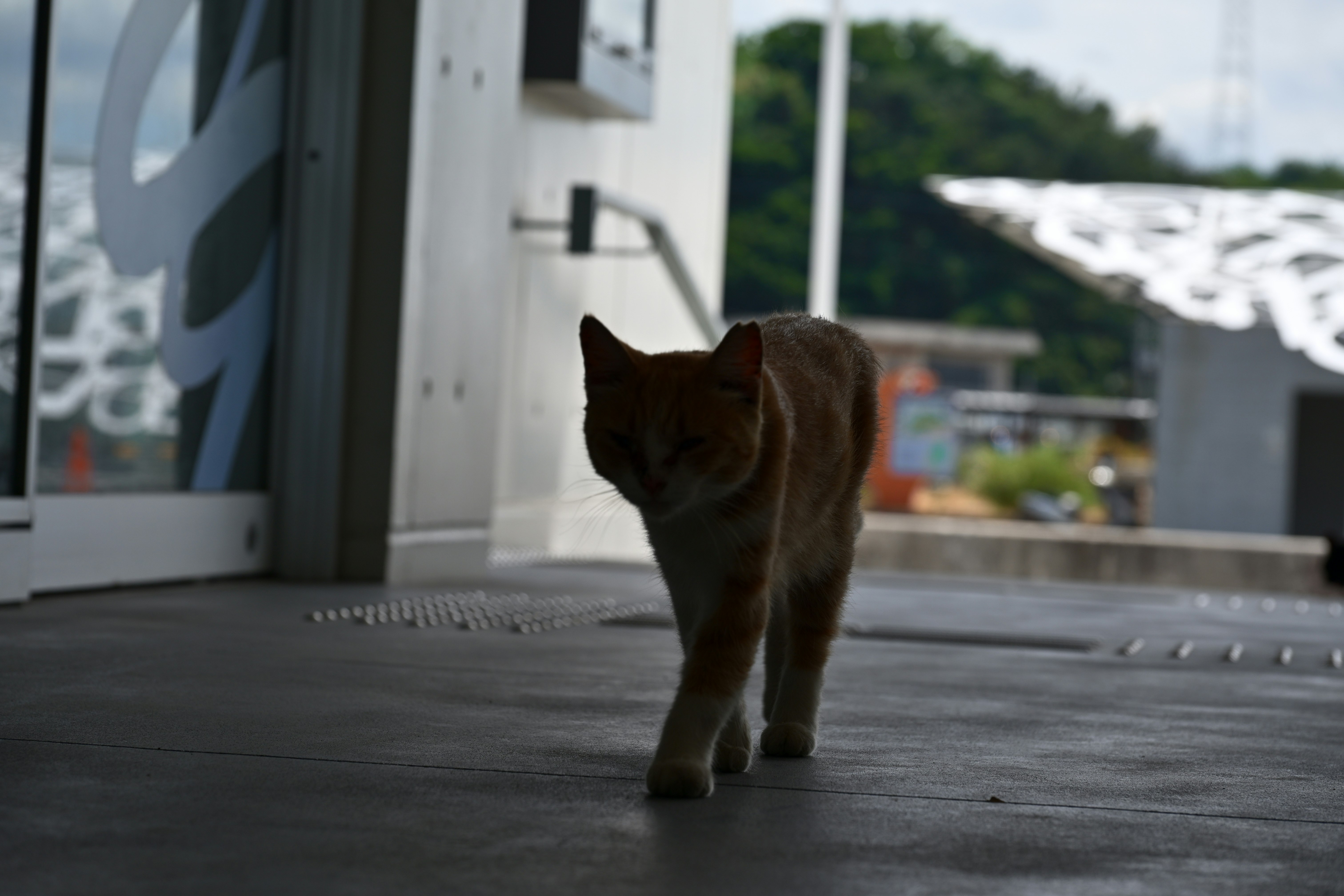 走动的猫的轮廓，背景可见户外