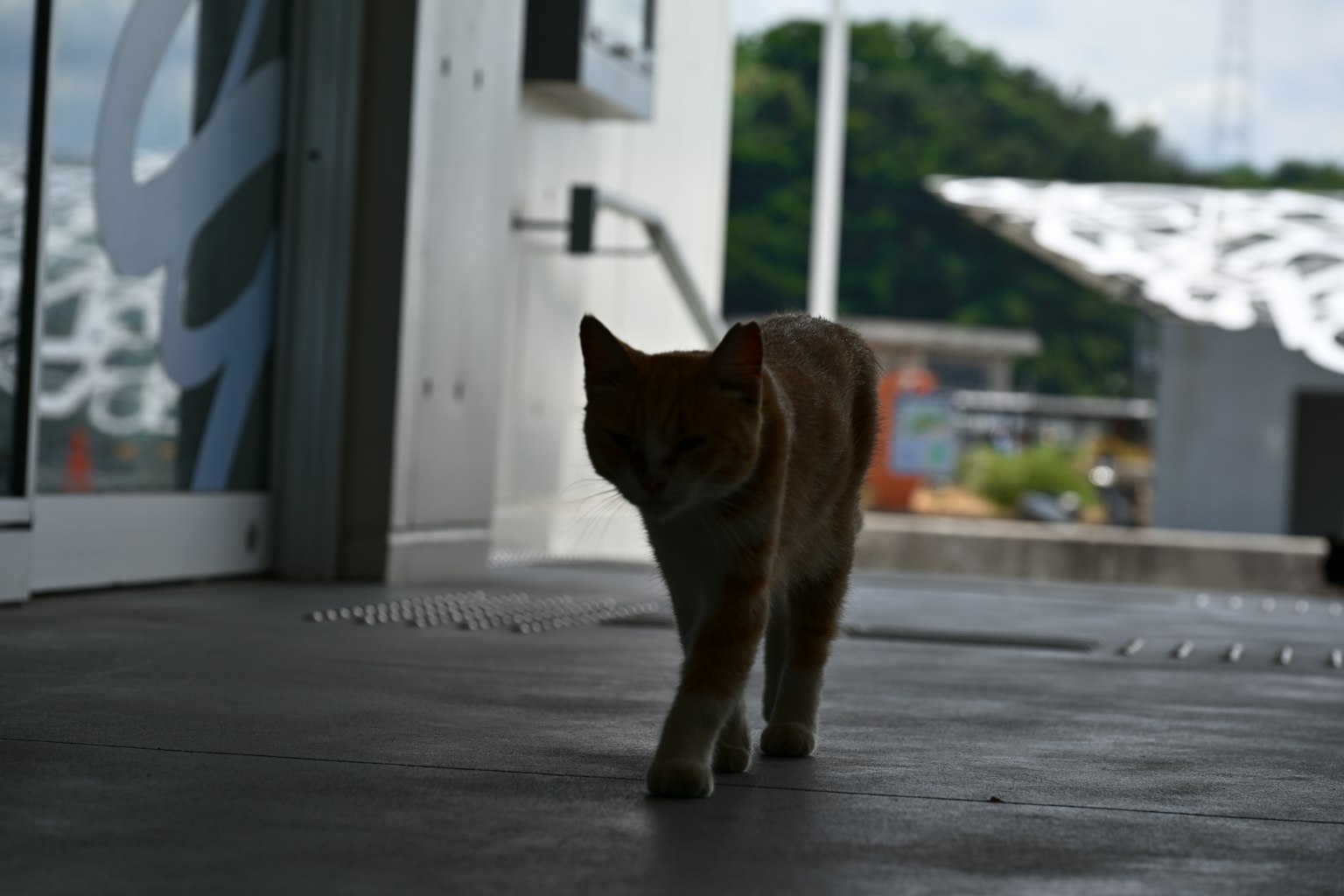 Schatten eines Katers, der mit sichtbarem Außenbereich läuft
