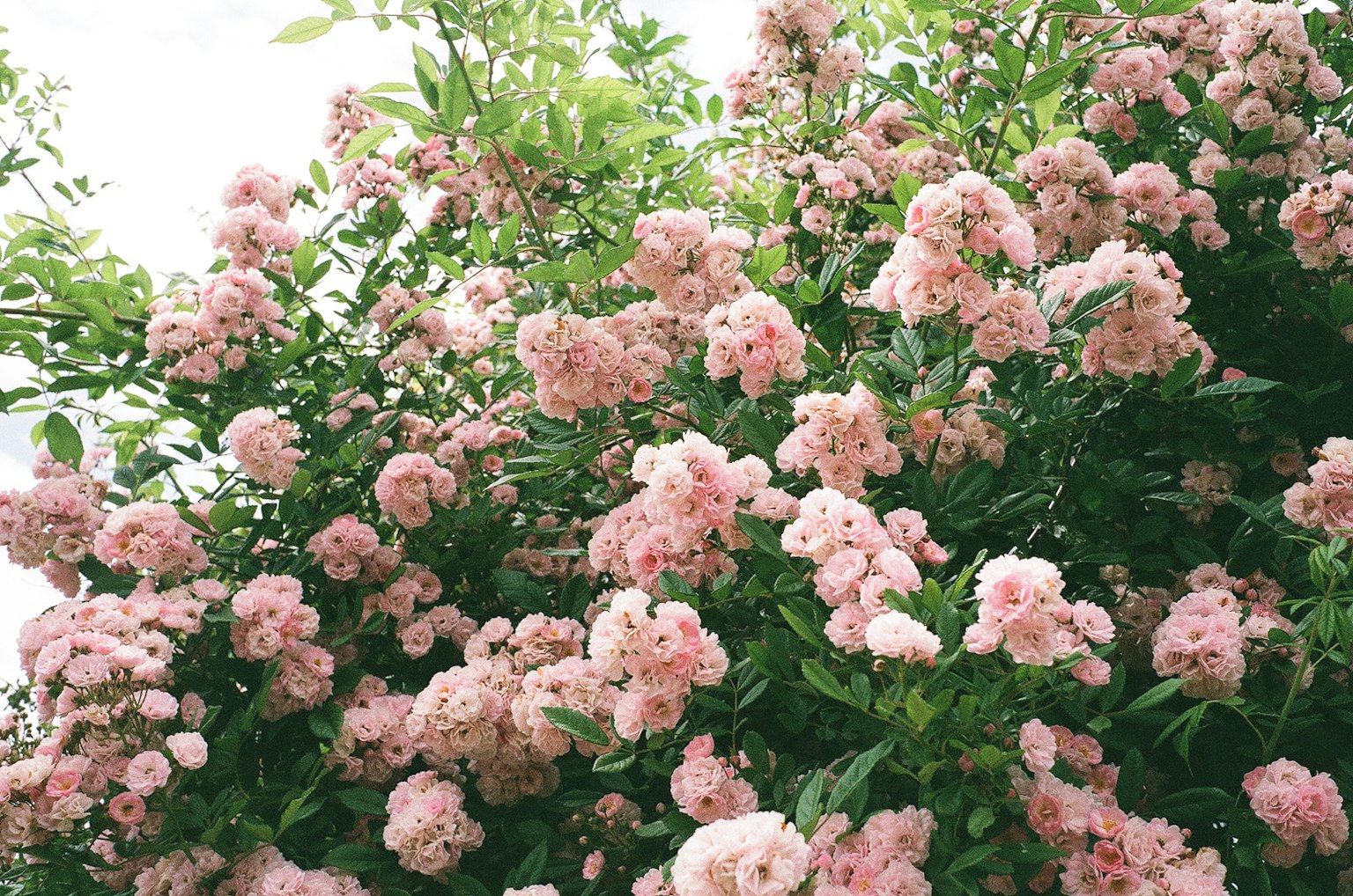 A dense plant with blooming pale pink flowers