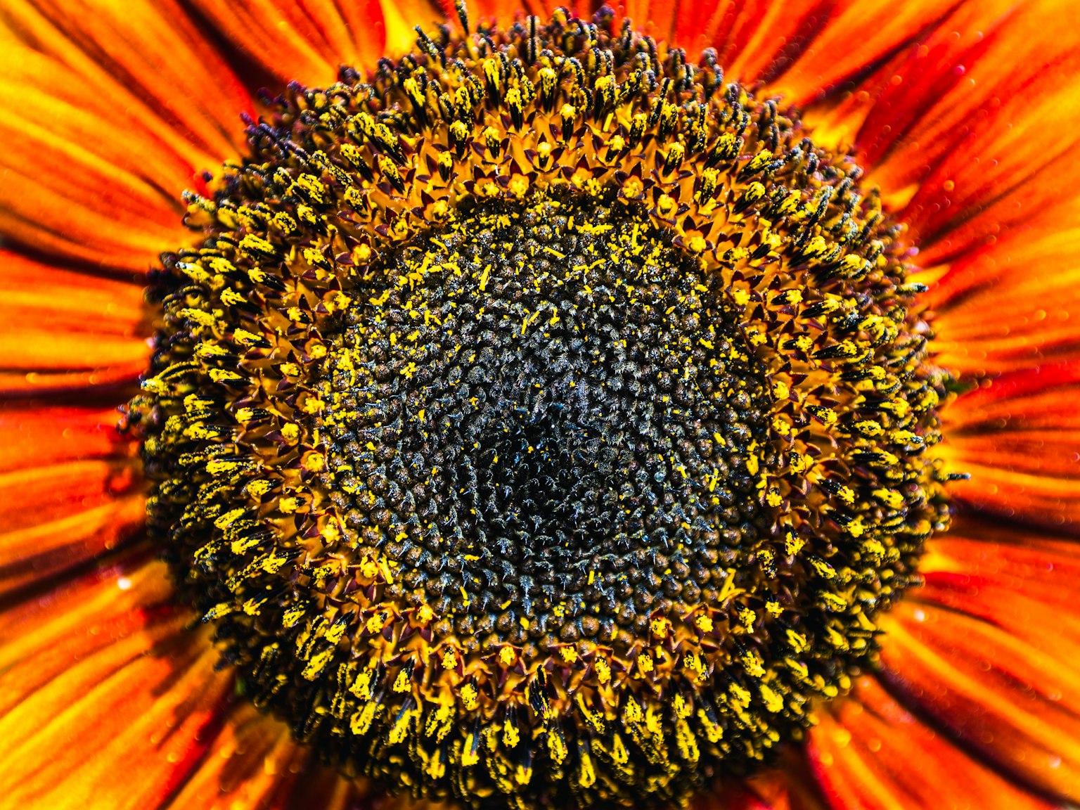 Hình ảnh cận cảnh trung tâm của hoa hướng dương với màu sắc sống động