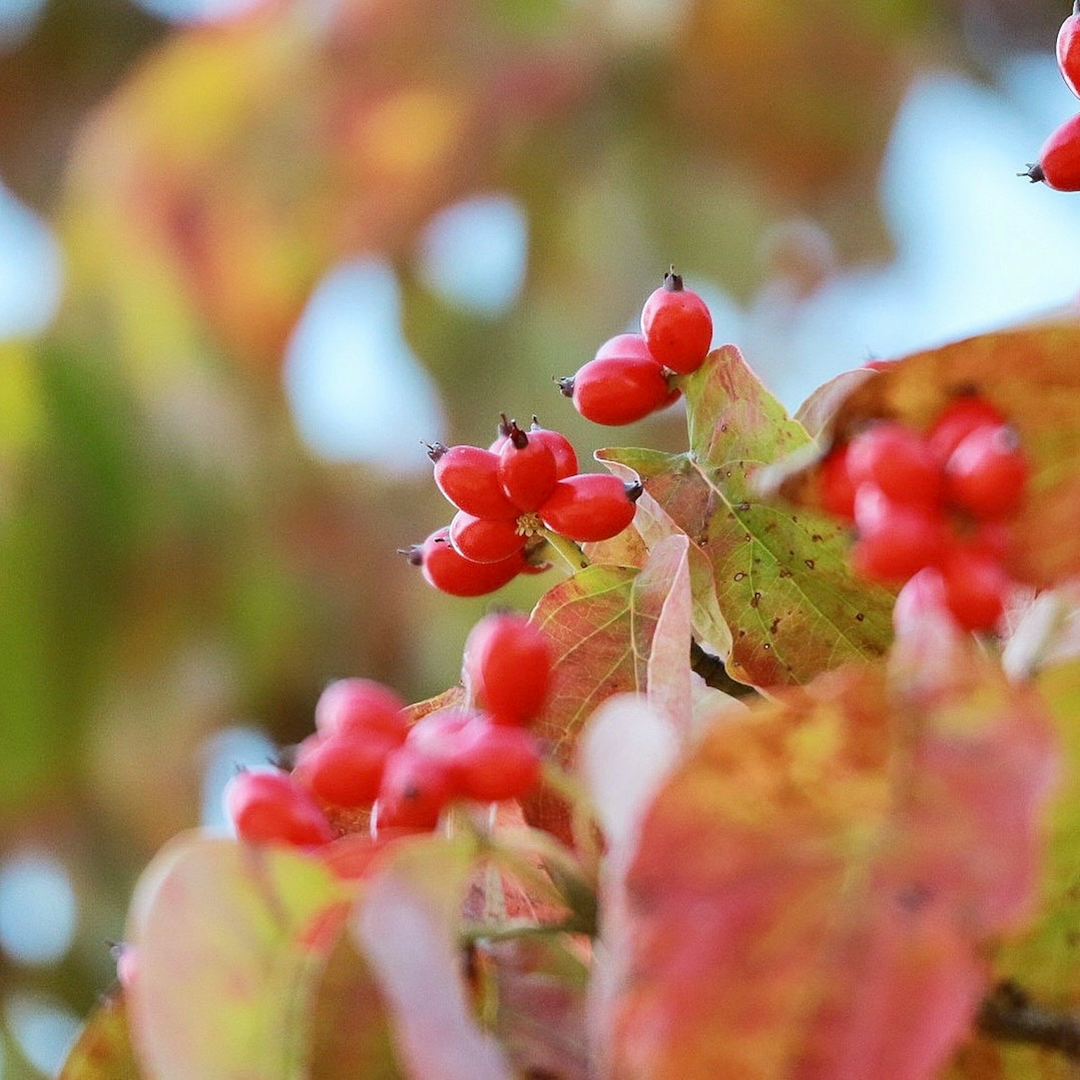 Primer plano de una planta con bayas rojas y hojas coloridas