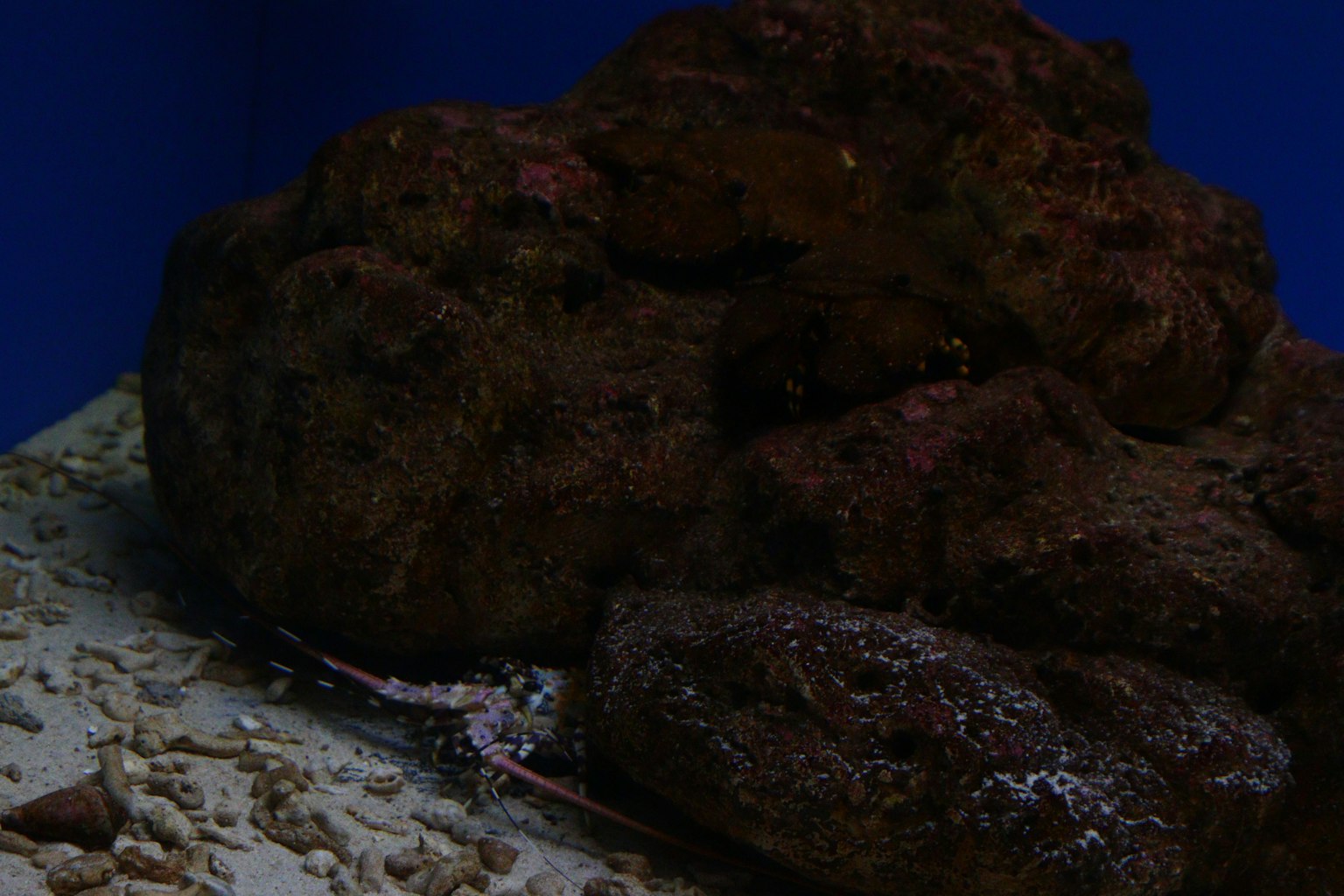 Scena di acquario con rocce e fondo sabbioso