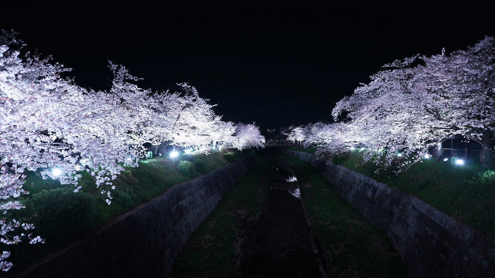 夜の桜並木のライトアップされた小道