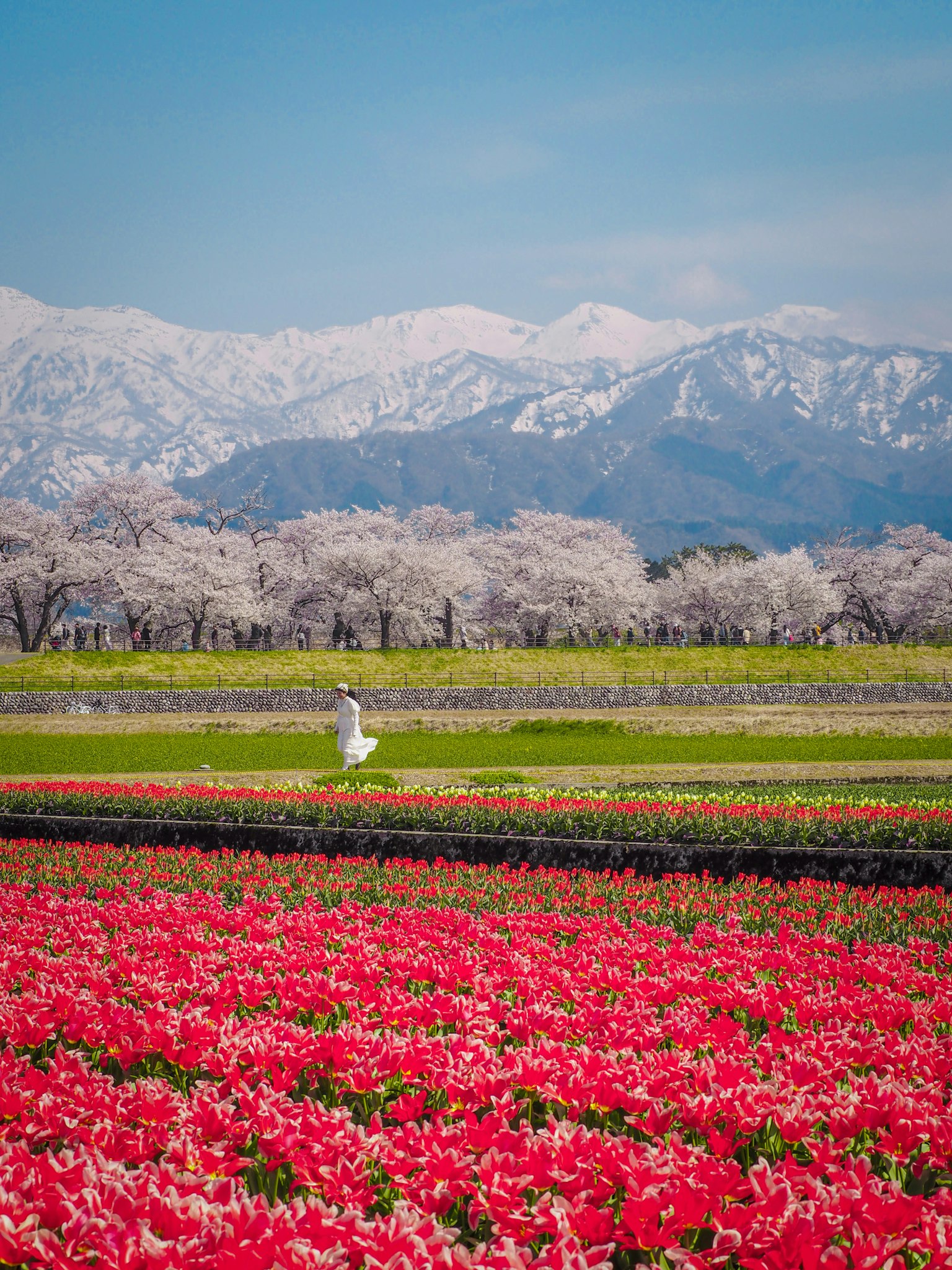 Bunte Tulpenfelder in voller Blüte mit schneebedeckten Bergen und blühenden Kirschbäumen im Hintergrund