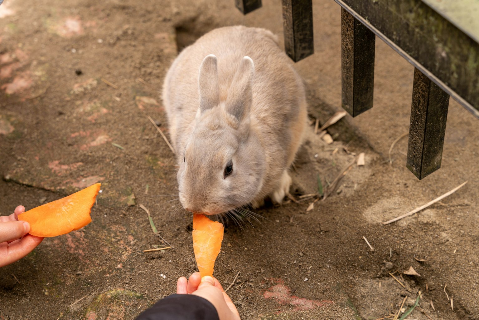 Ein grauer Hase, der eine Karottenscheibe aus der Hand einer Person frisst
