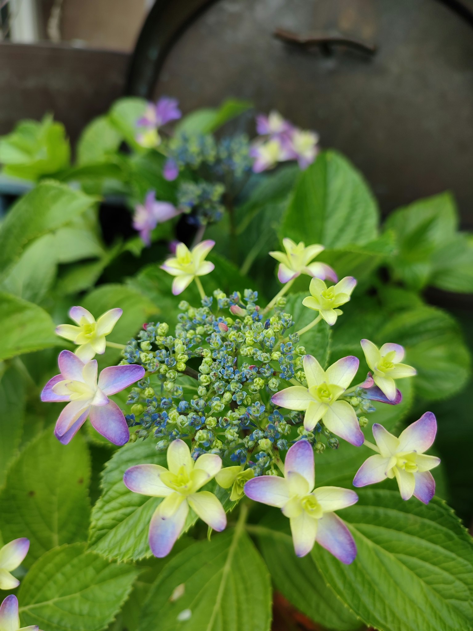 Nahaufnahme einer Pflanze mit lila und gelben Blumen