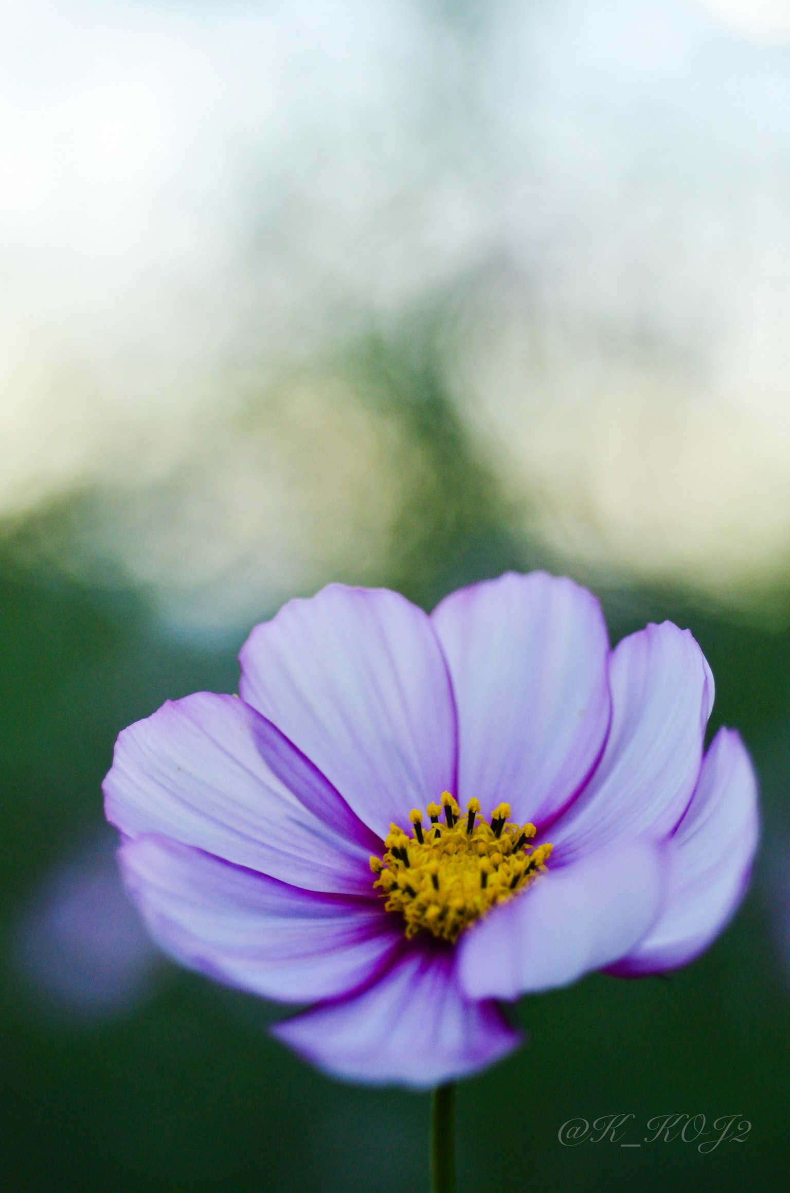 Cận cảnh hoa cosmos với cánh hoa màu tím nhạt và tâm màu vàng
