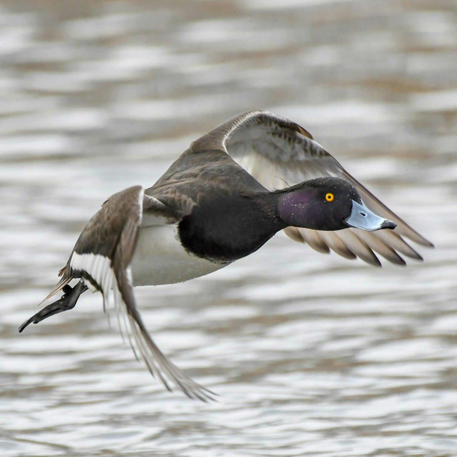A flying tufted duck showcasing its unique features and coloration