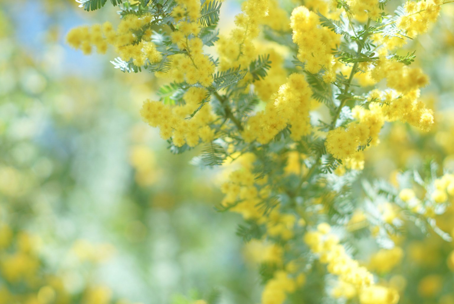 밝은 노란 꽃이 있는 미모사 가지의 클로즈업