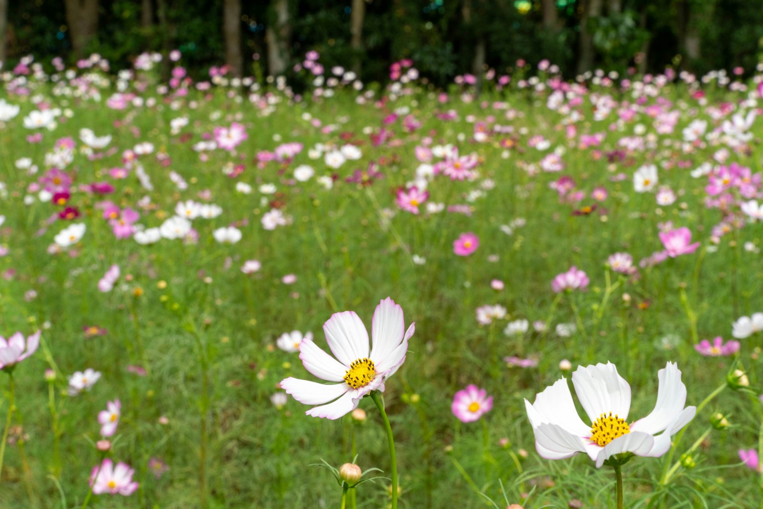 Ladang bunga cosmos berwarna-warni yang mekar