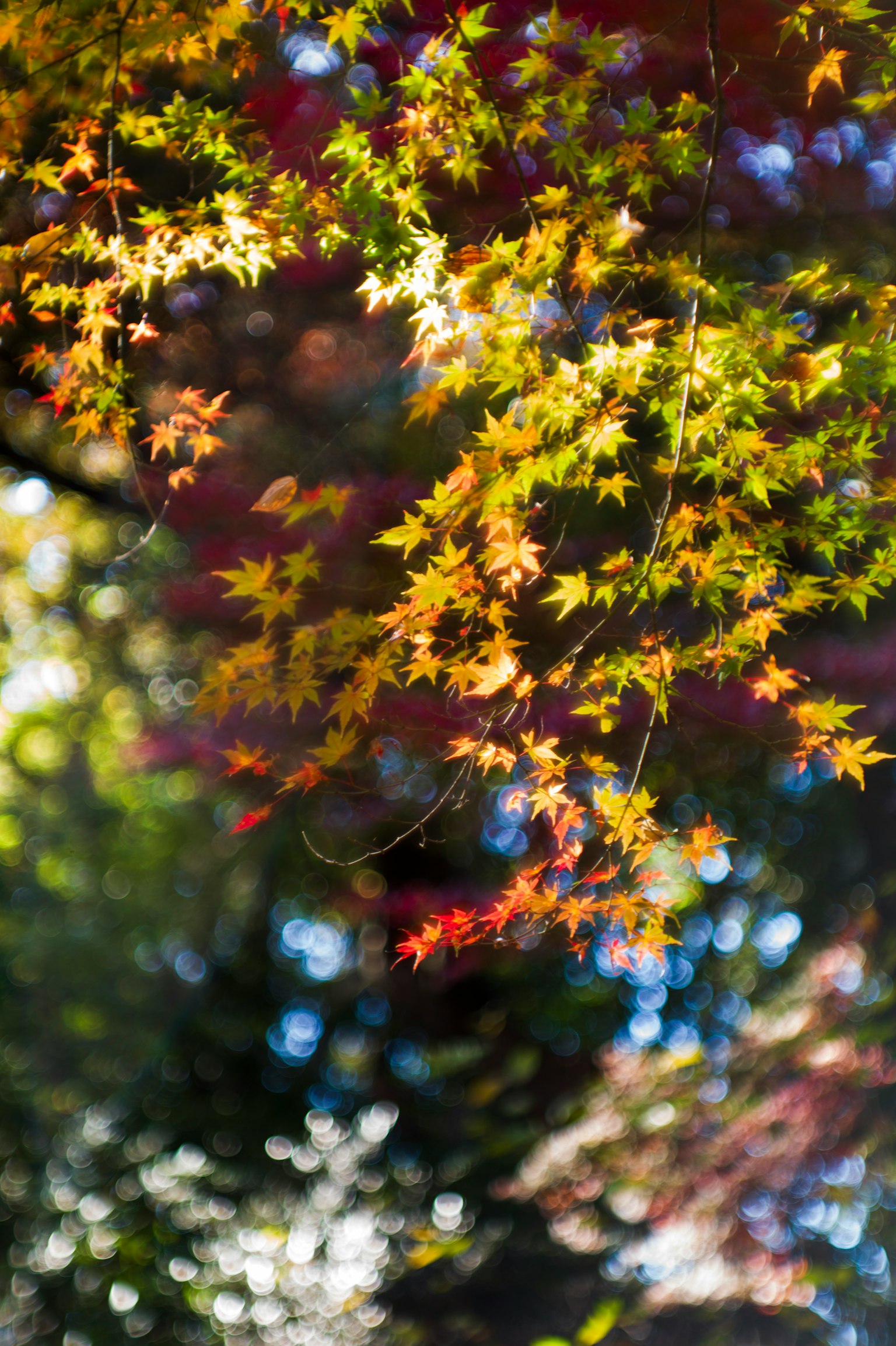 Bunte Herbstblätter, die vom Sonnenlicht beleuchtet werden