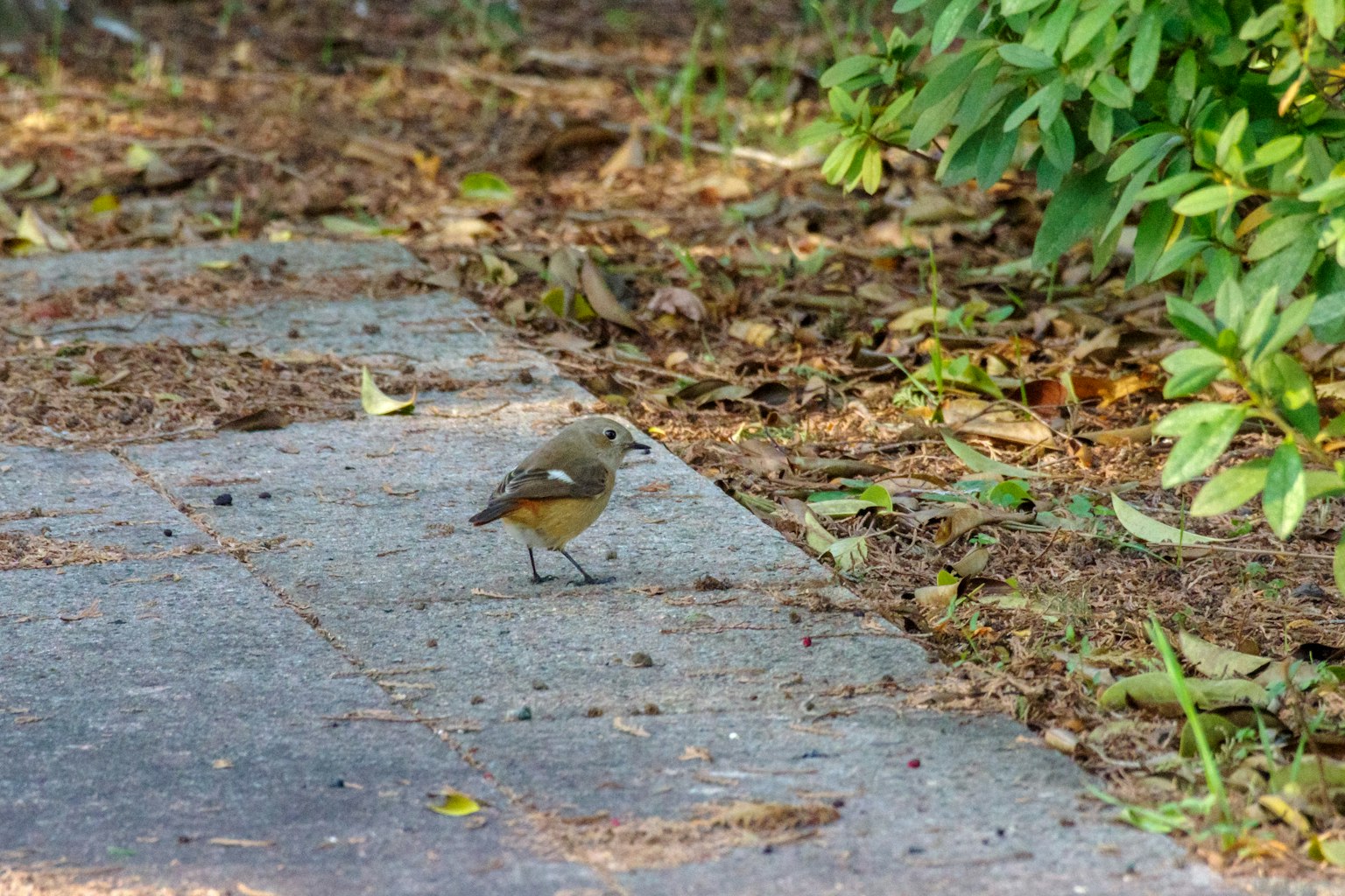 Seekor burung kecil berdiri di dekat jalan yang dikelilingi daun