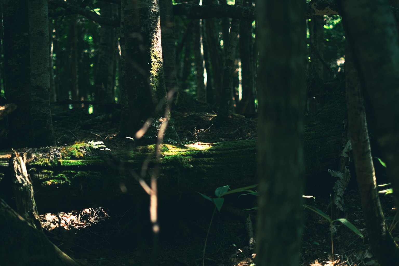 Una scena di foresta cupa con alberi scuri e muschio verde