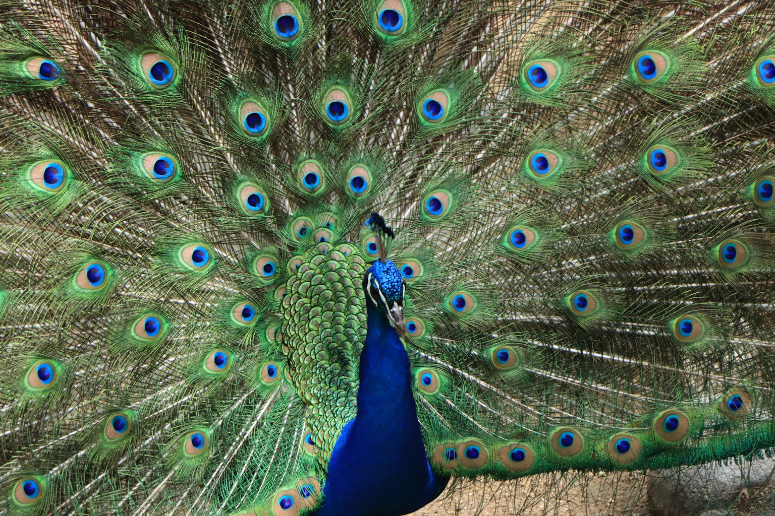 Un beau paon déployant ses plumes vibrantes